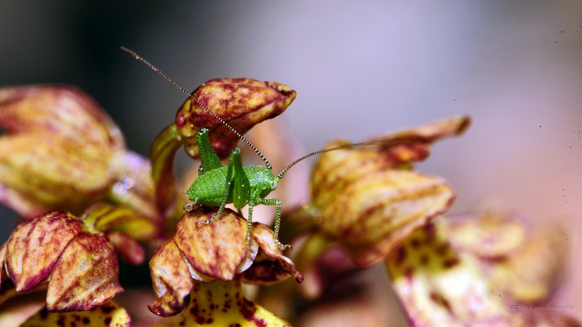Cavalletta verde, Orchidea, Macro, Insetto, Full HD, sfondo desktop