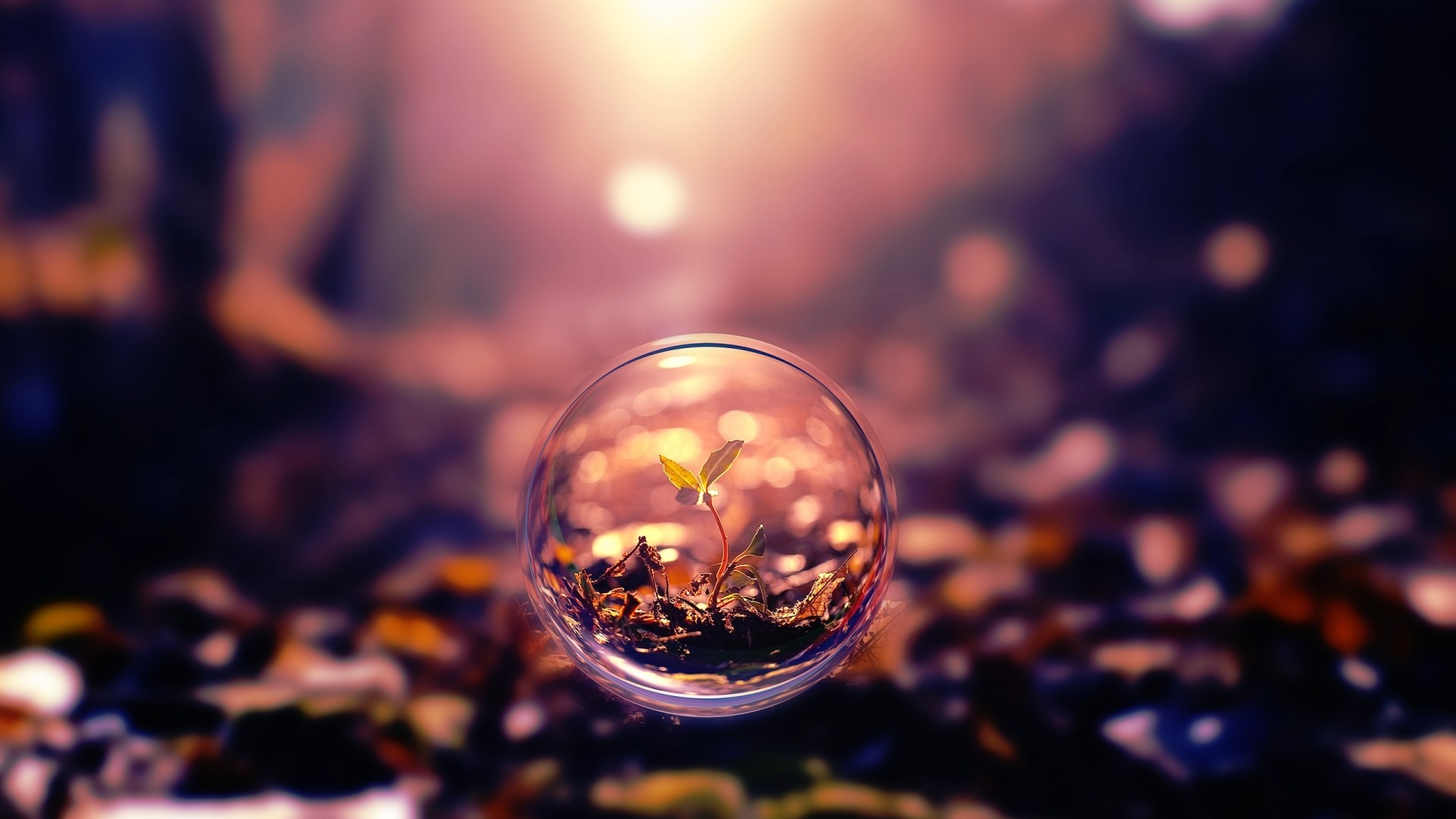 Sfera di vetro, Germoglio, Bokeh, Macro, Luce del sole, 16:9 Full HD, wallpaper widescreen