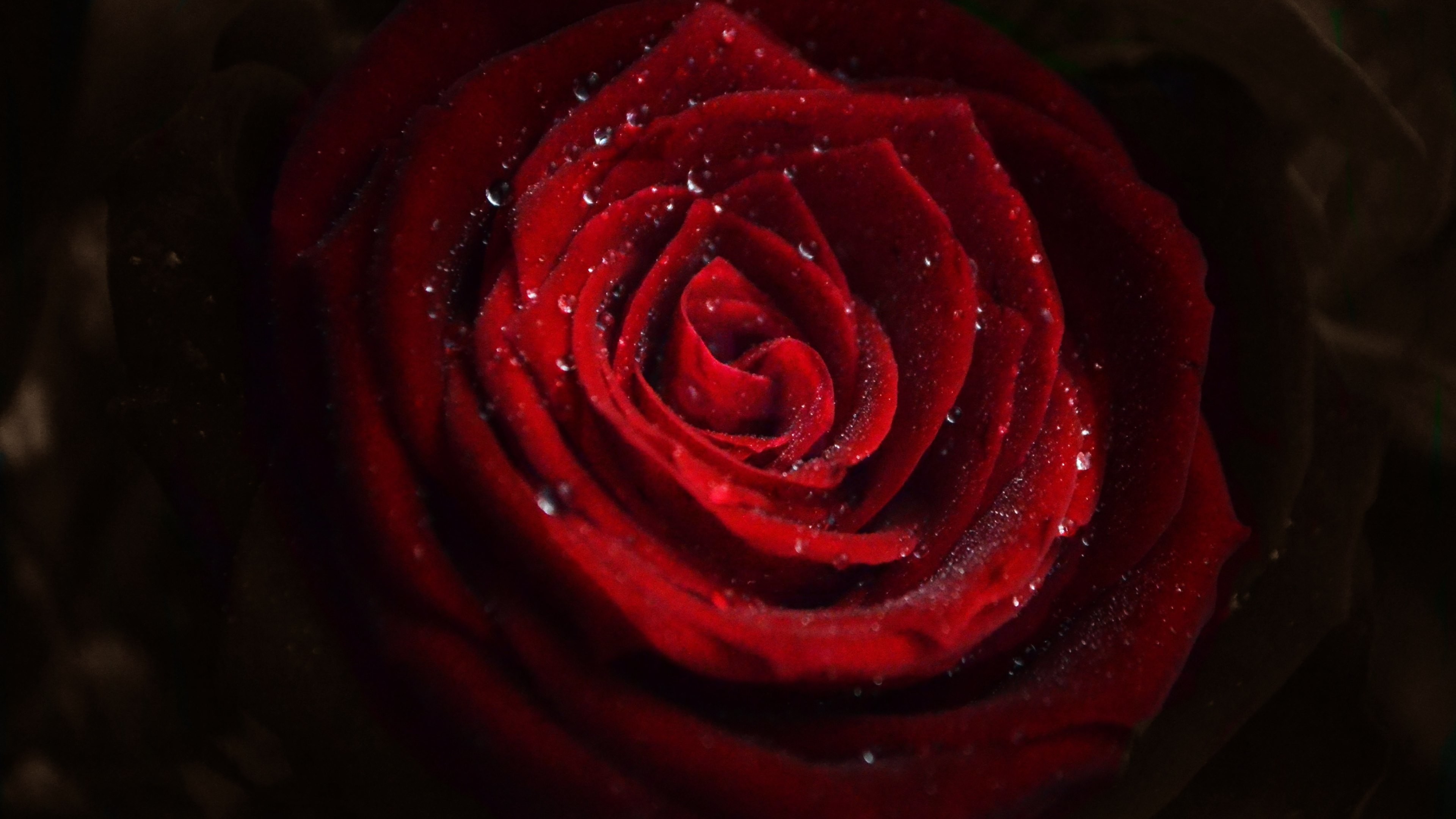 Rosa rossa, Gocce d'acqua, Macro, 16:9 4K, sfondo widescreen