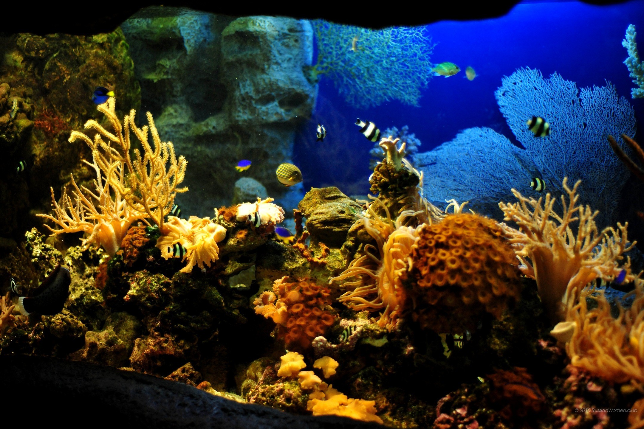 Acquario marino, Pesce pagliaccio, Coralli, Gorgonia, Full HD, sfondo Windows 11