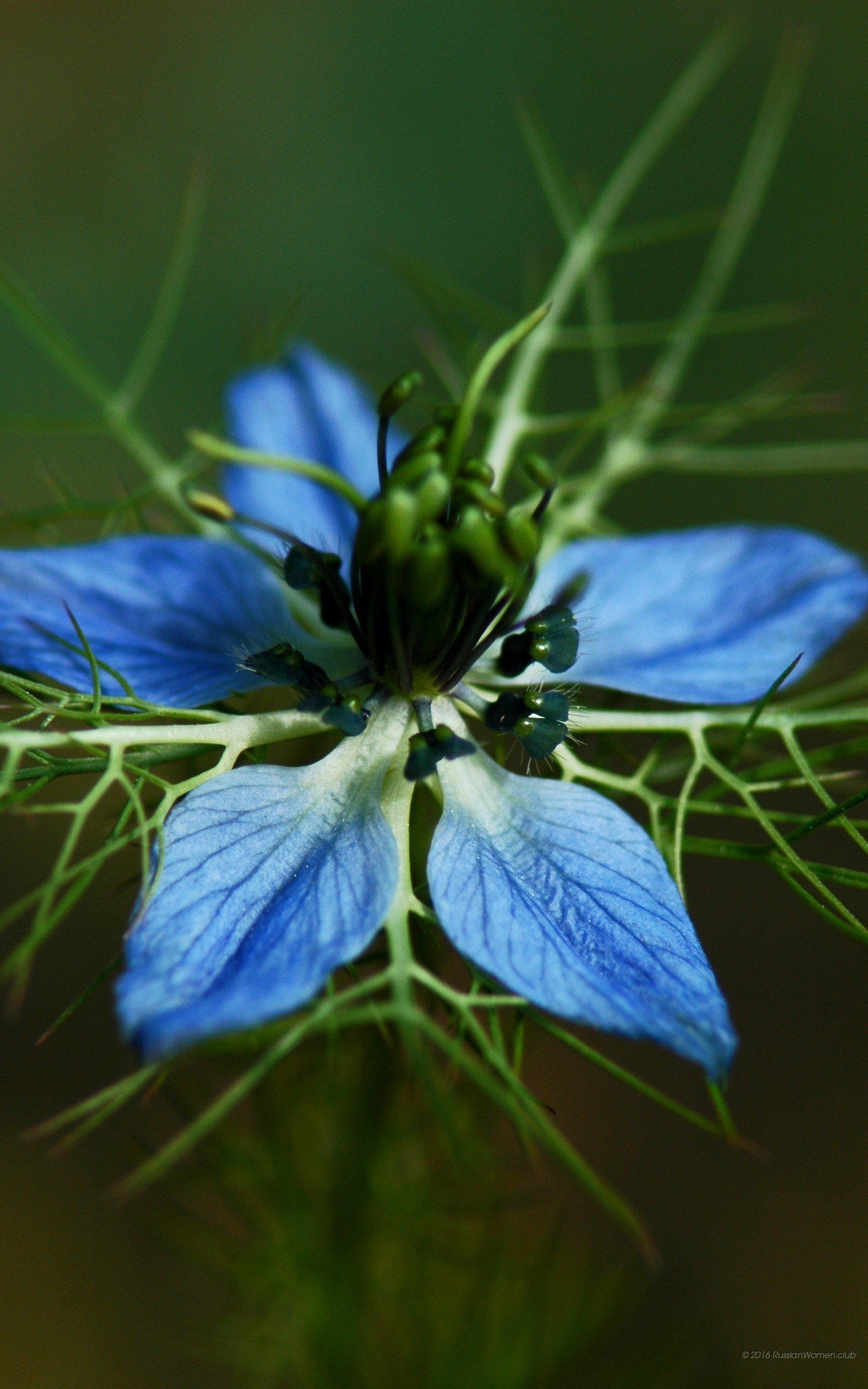 Nigella, Damigella, Fiore blu, QHD+, schermata di blocco iPhone