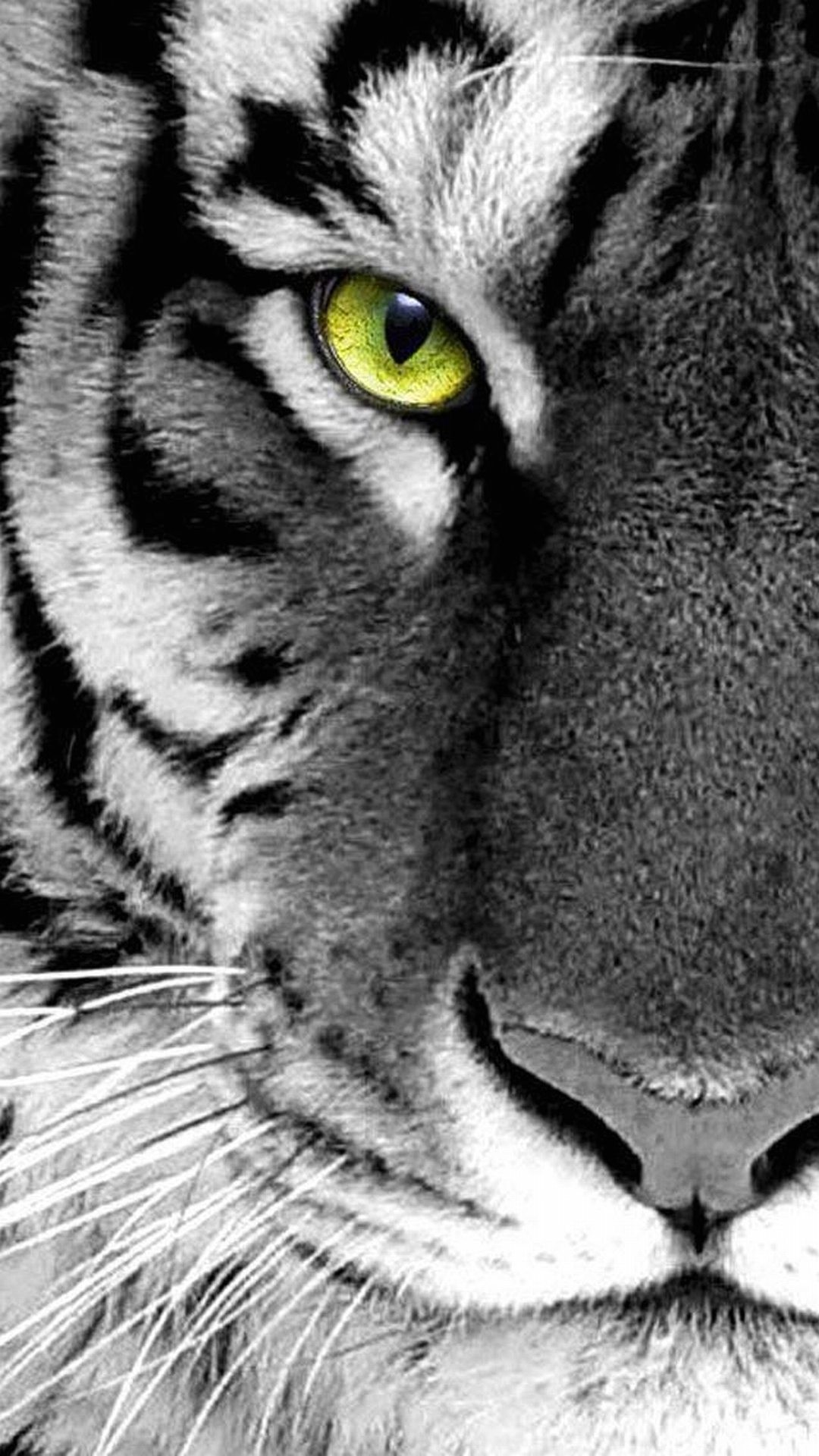 Tigre, Occhio verde, Bianco e nero, Primo piano, Full HD, schermata di blocco Samsung S5