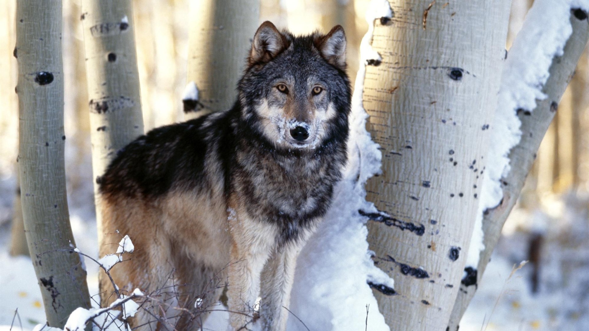 Lupo grigio, Betulle, Neve, Full HD, sfondo per portatile