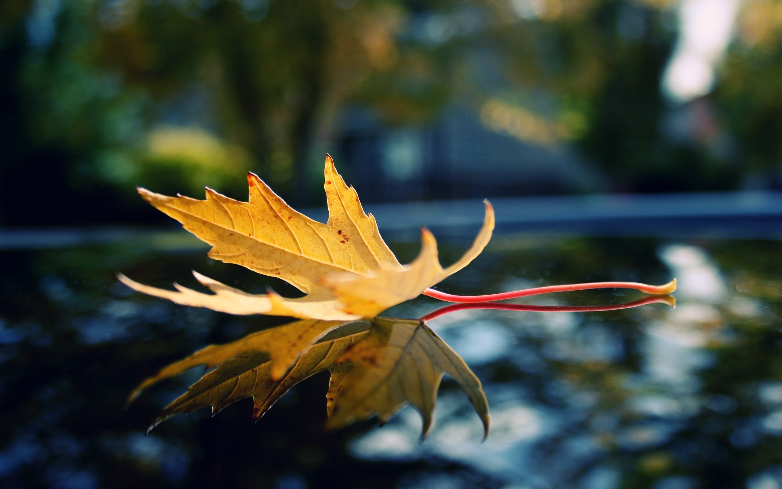 Foglia d'acero, Autunno, Profondità di campo, Macro, 2K, sfondo PC