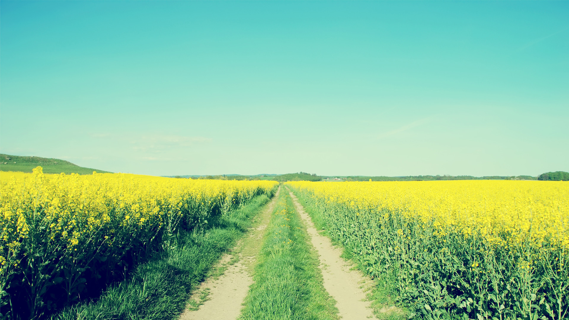 Campo di colza, Sentiero, Cielo azzurro, Campagna, Full HD, sfondo Windows 11