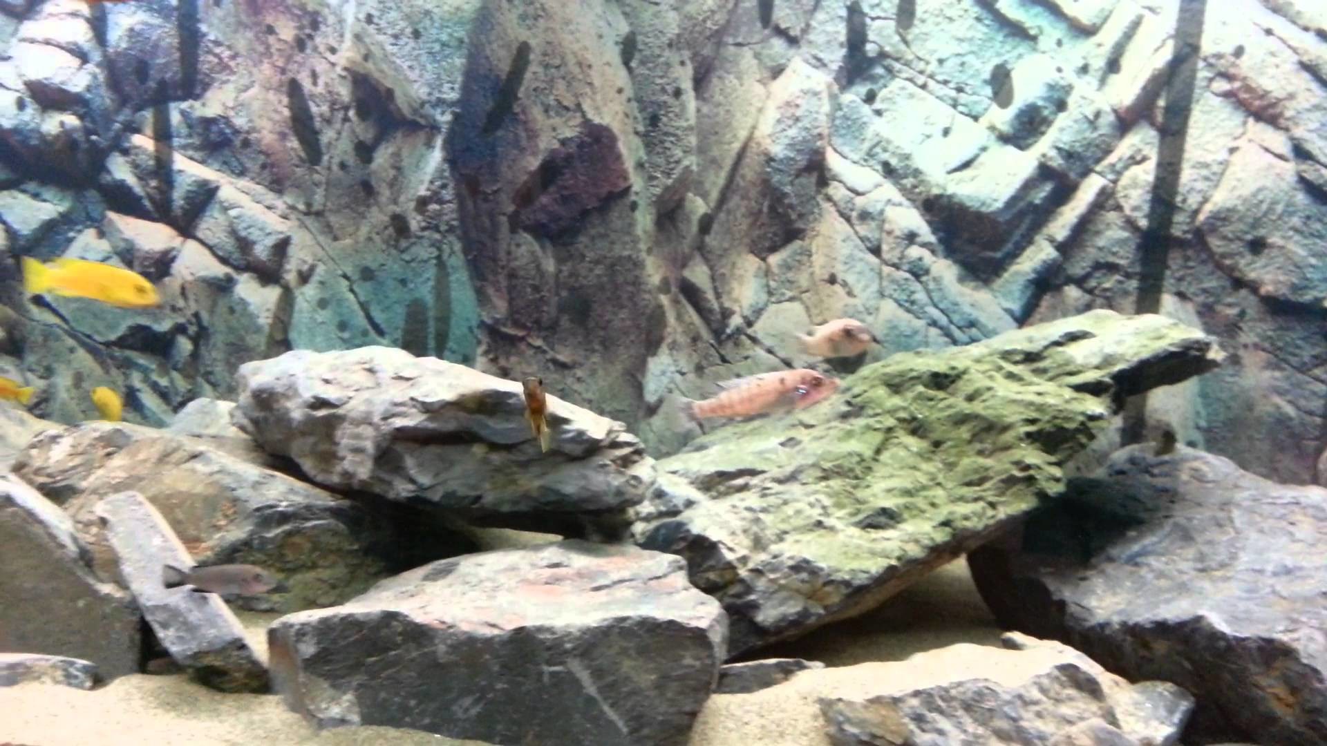Acquario, Rocce, Ciclidi, 16:9 Full HD, sfondo widescreen
