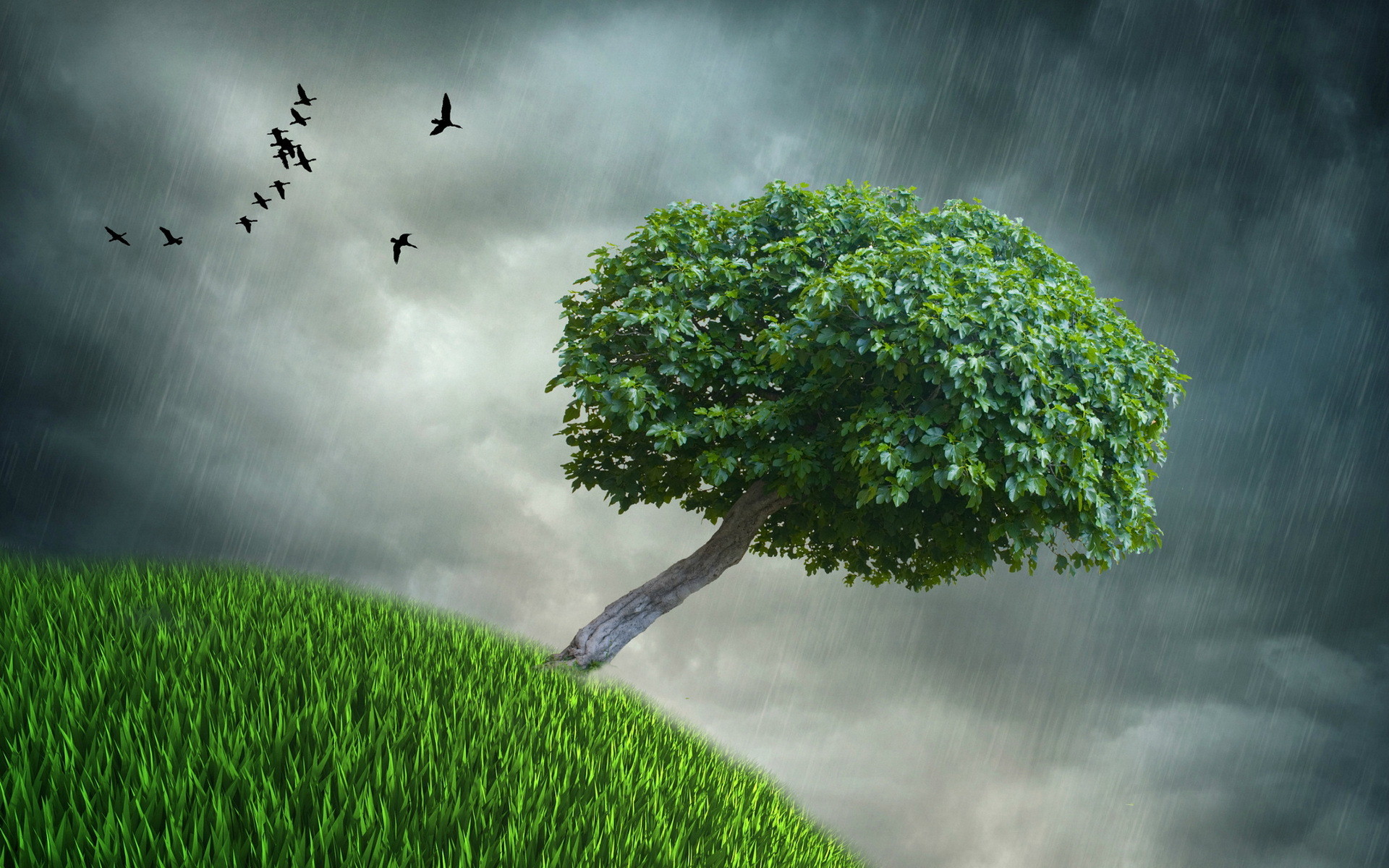 Tempesta, Albero, Collina, Uccelli, 1920x1200, sfondo MacBook Pro