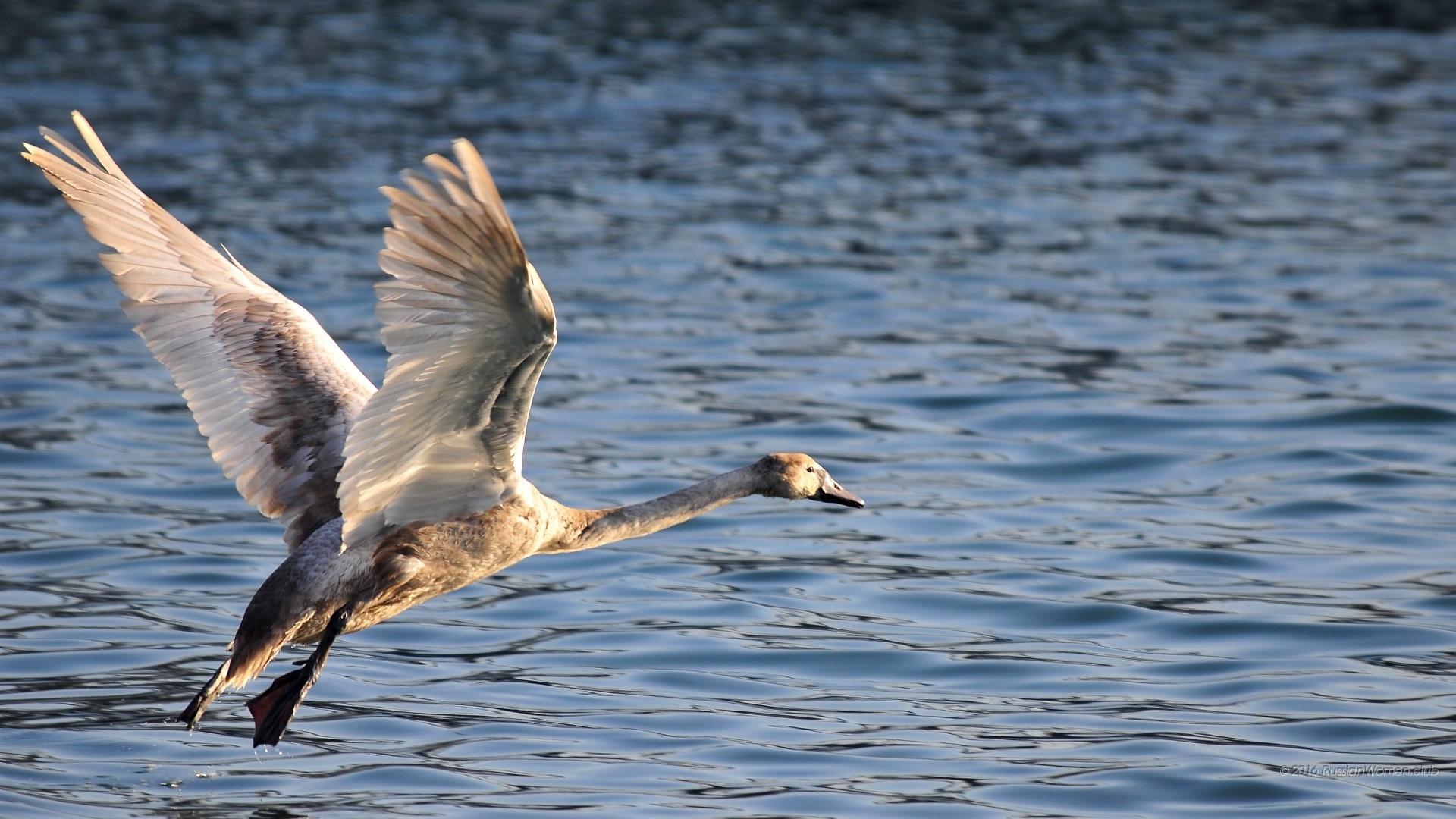 Cigno in volo, Lago, Ali spiegate, Full HD, sfondo desktop