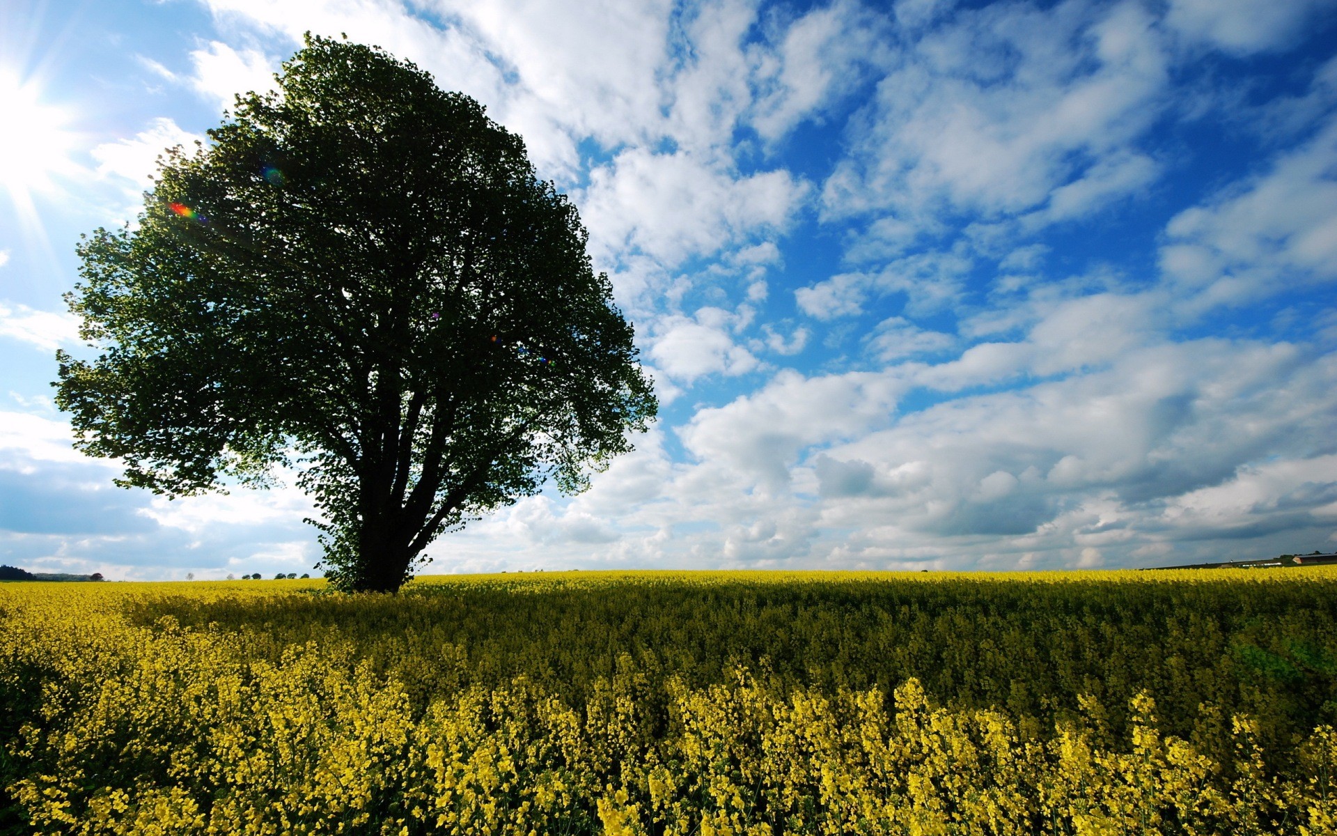 Albero solitario, Campo di colza, Nuvole, Cielo azzurro, Full HD, sfondo Windows 11