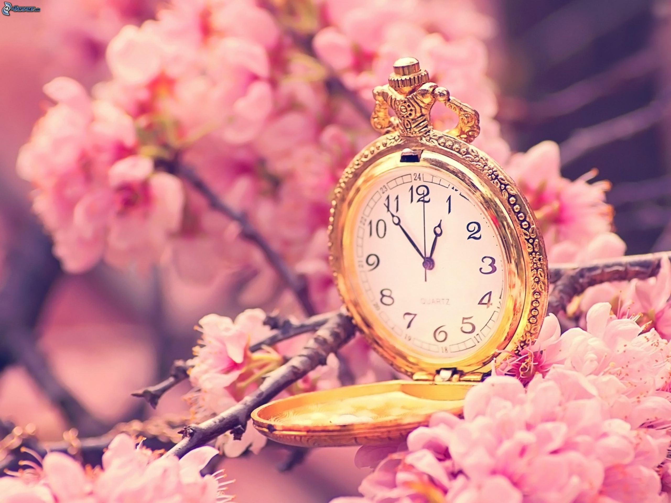 Orologio da tasca, Fiori di ciliegio, Rosa, Vintage, 2K, sfondo per il tuo desktop