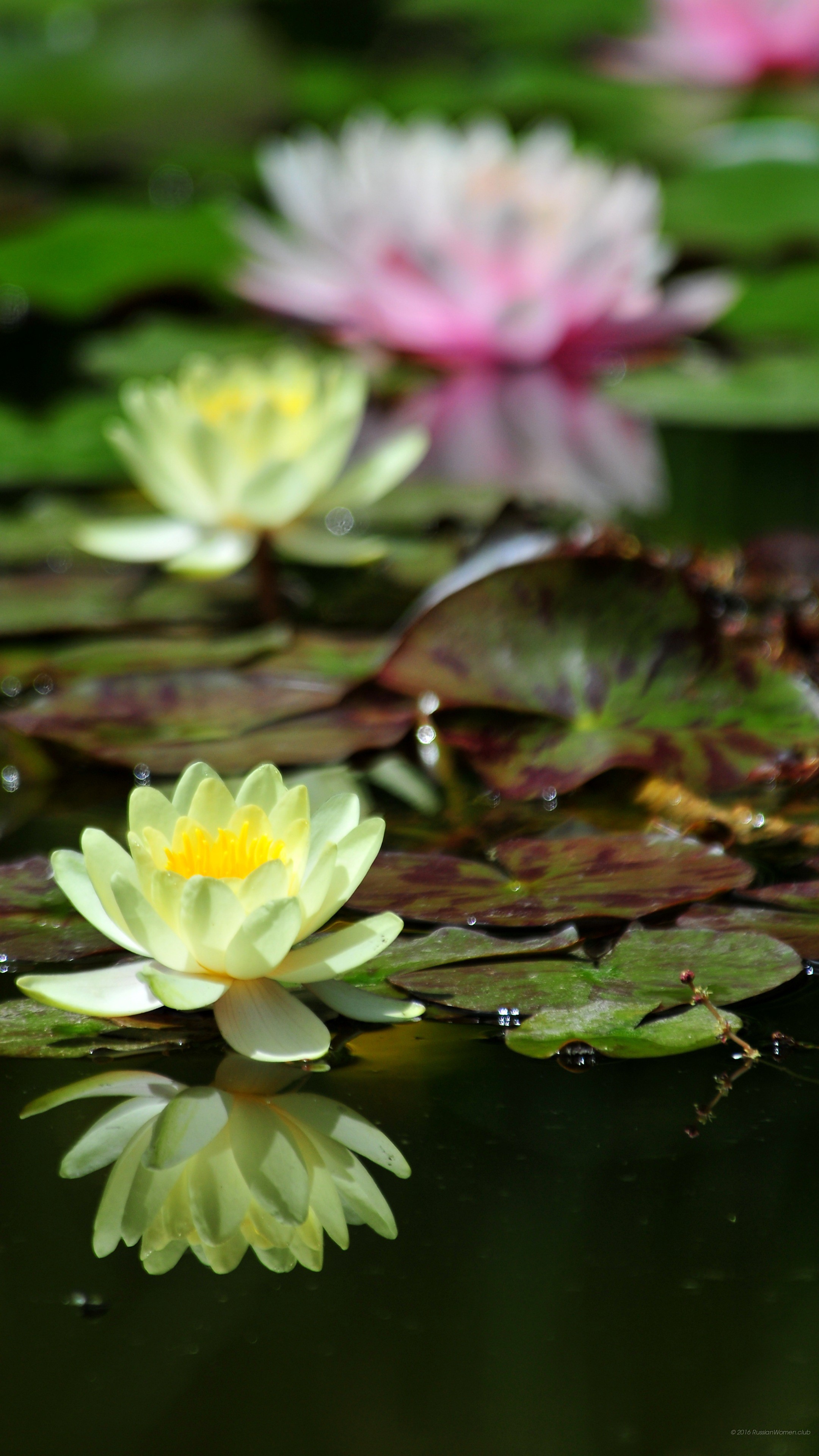 Ninfee, Stagno, Fiori, QHD+, sfondo per cellulare