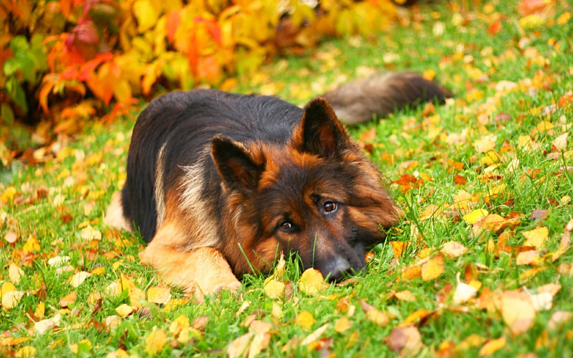 Pastore tedesco, Cane, Foglie autunnali, Prato, 16:10 Full HD, sfondo widescreen