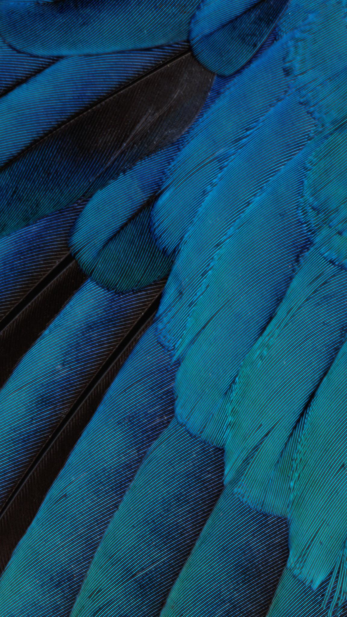 Piume, Blu, Macro, Full HD, sfondo per smartphone