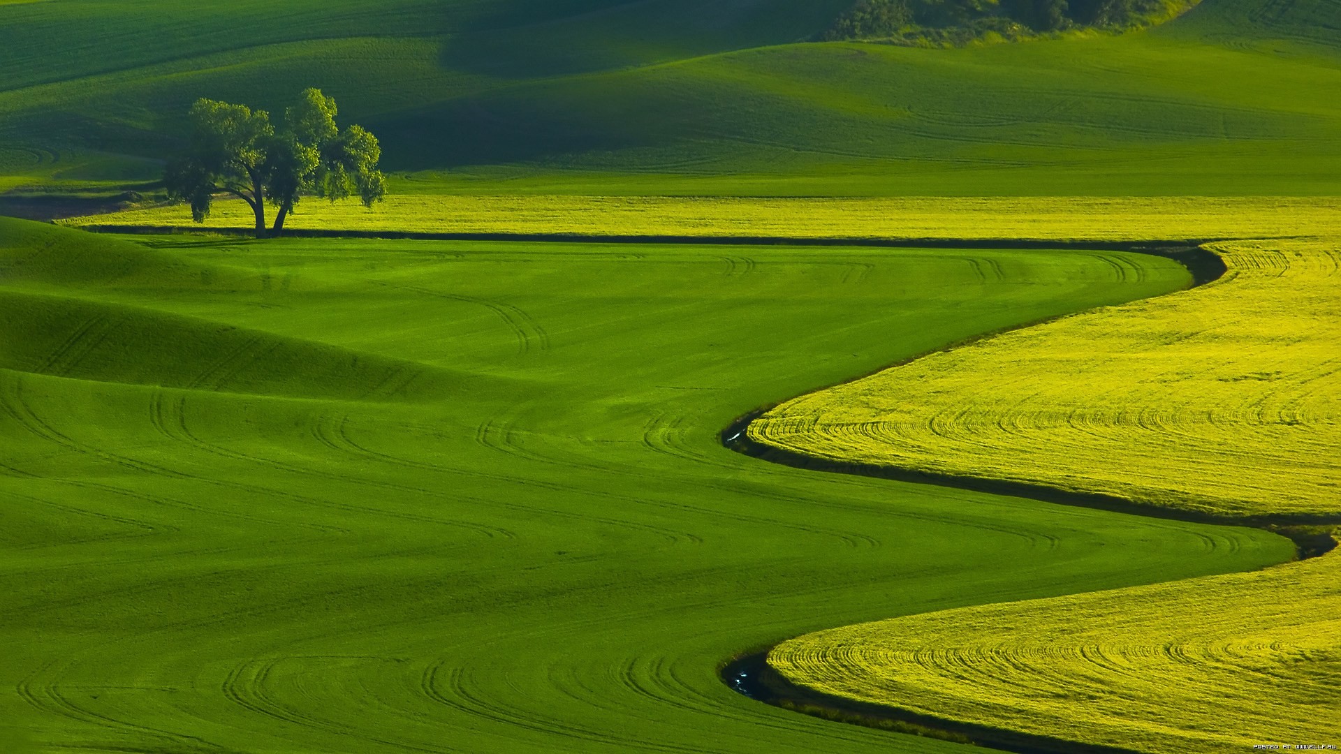 Colline verdi, Albero solitario, Prato, sfondo per il tuo desktop