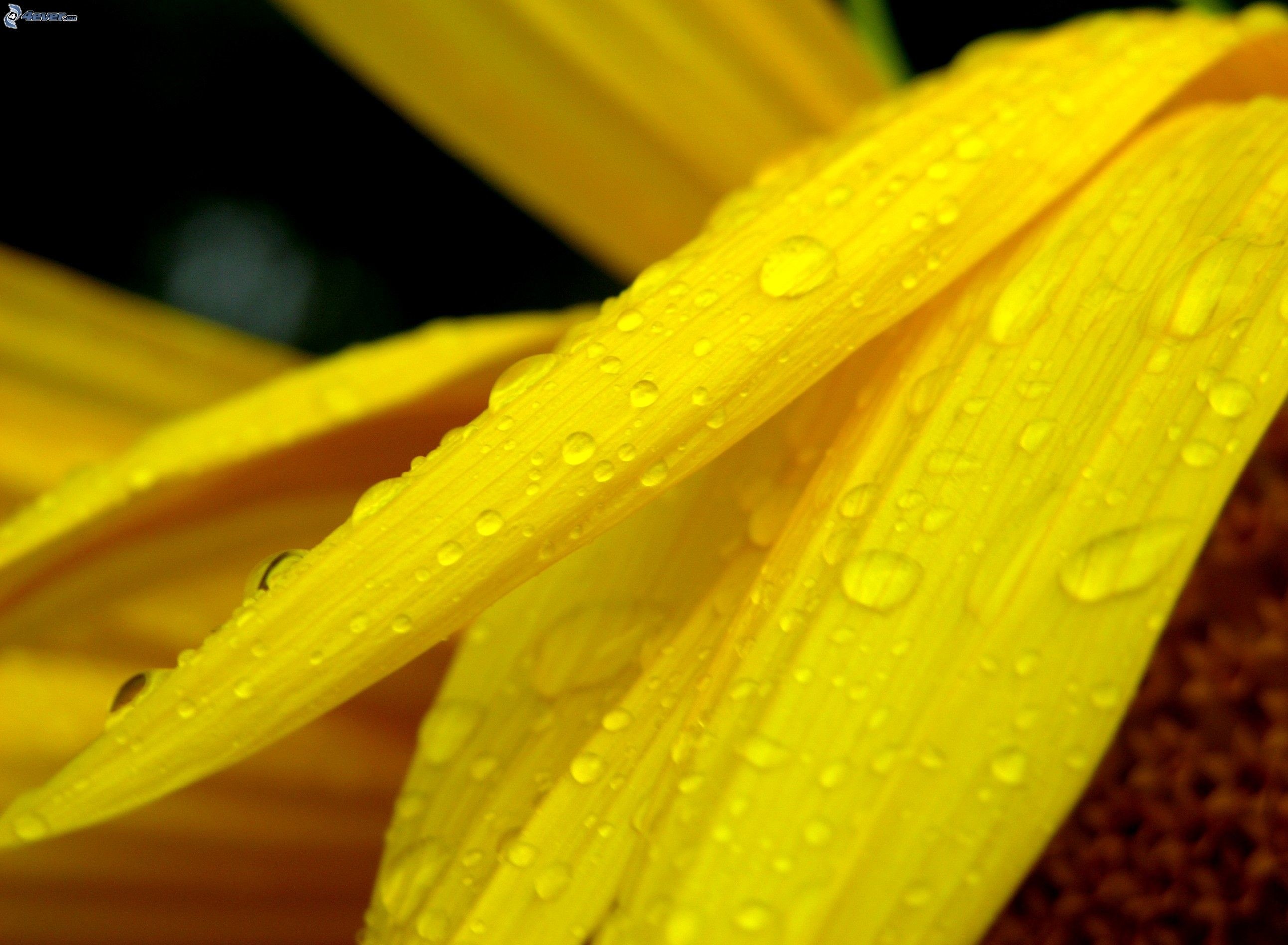 Petali gialli, Gocce d'acqua, Macro, 2K, sfondo per PC e portatile