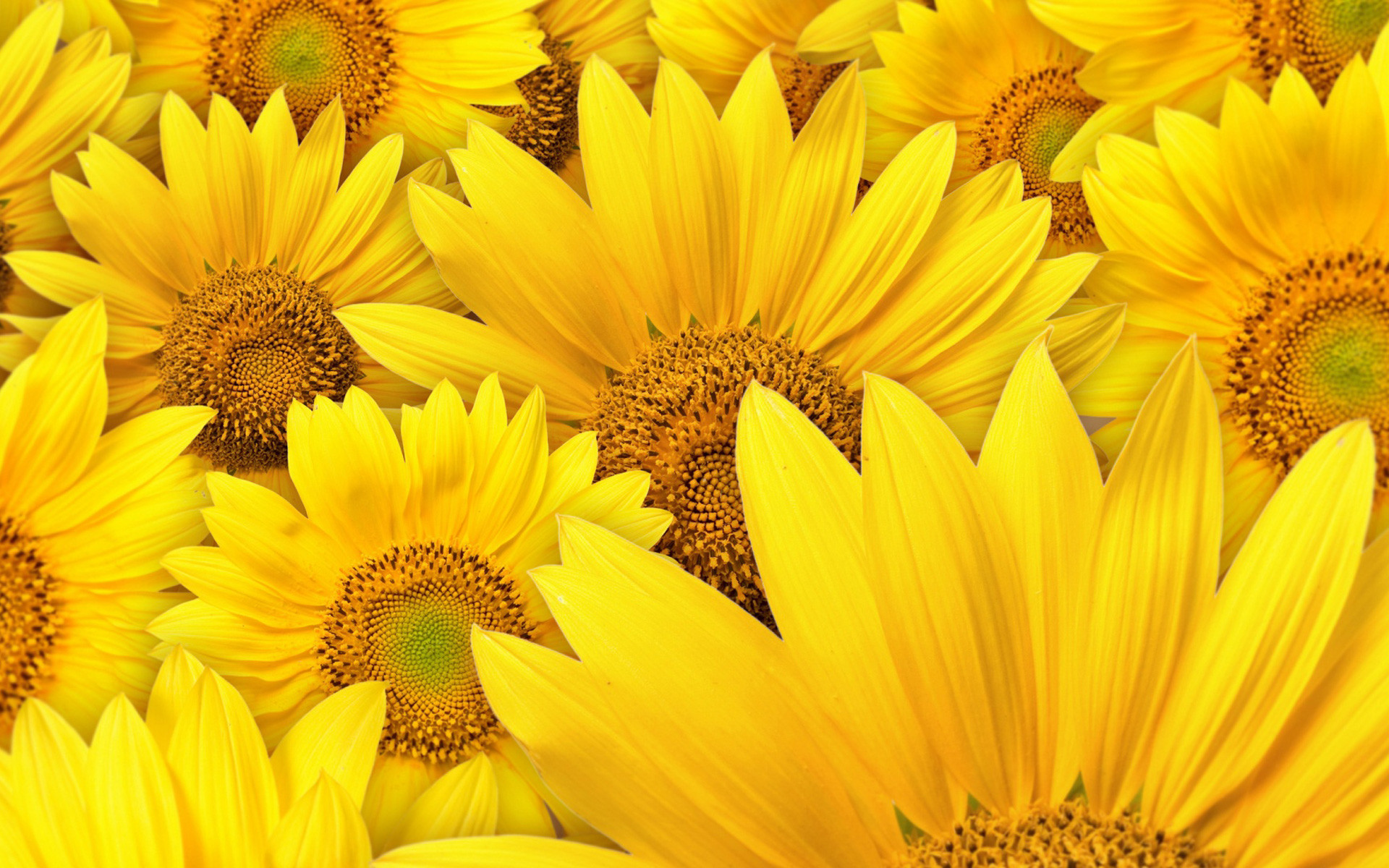 Girasoli, Fiori gialli, Primo piano, 1920x1200, immagine di sfondo