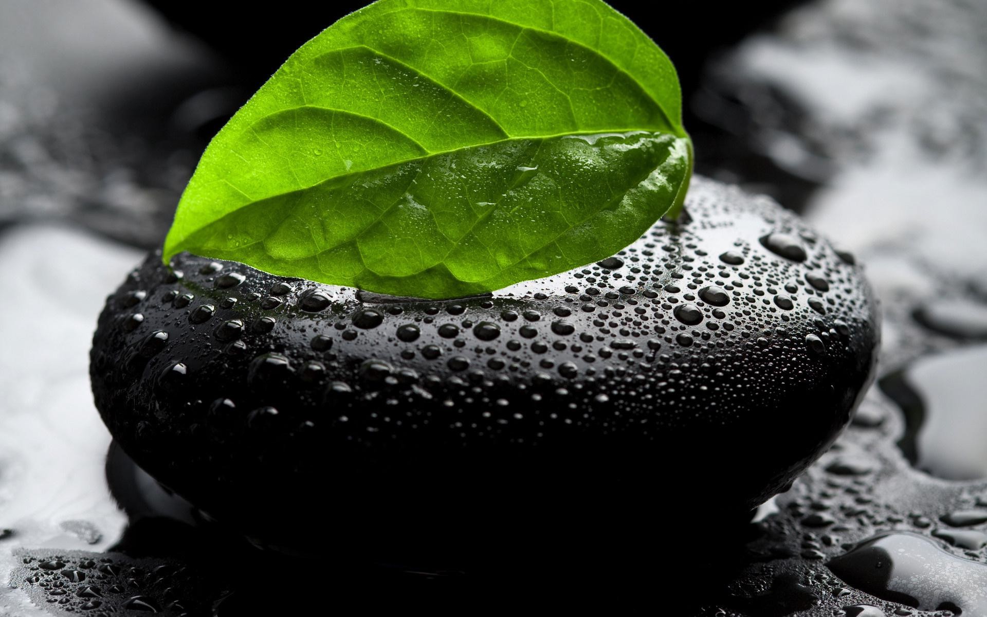 Pietra nera, Foglia verde, Gocce d'acqua, Zen, Full HD, sfondo per PC e portatile
