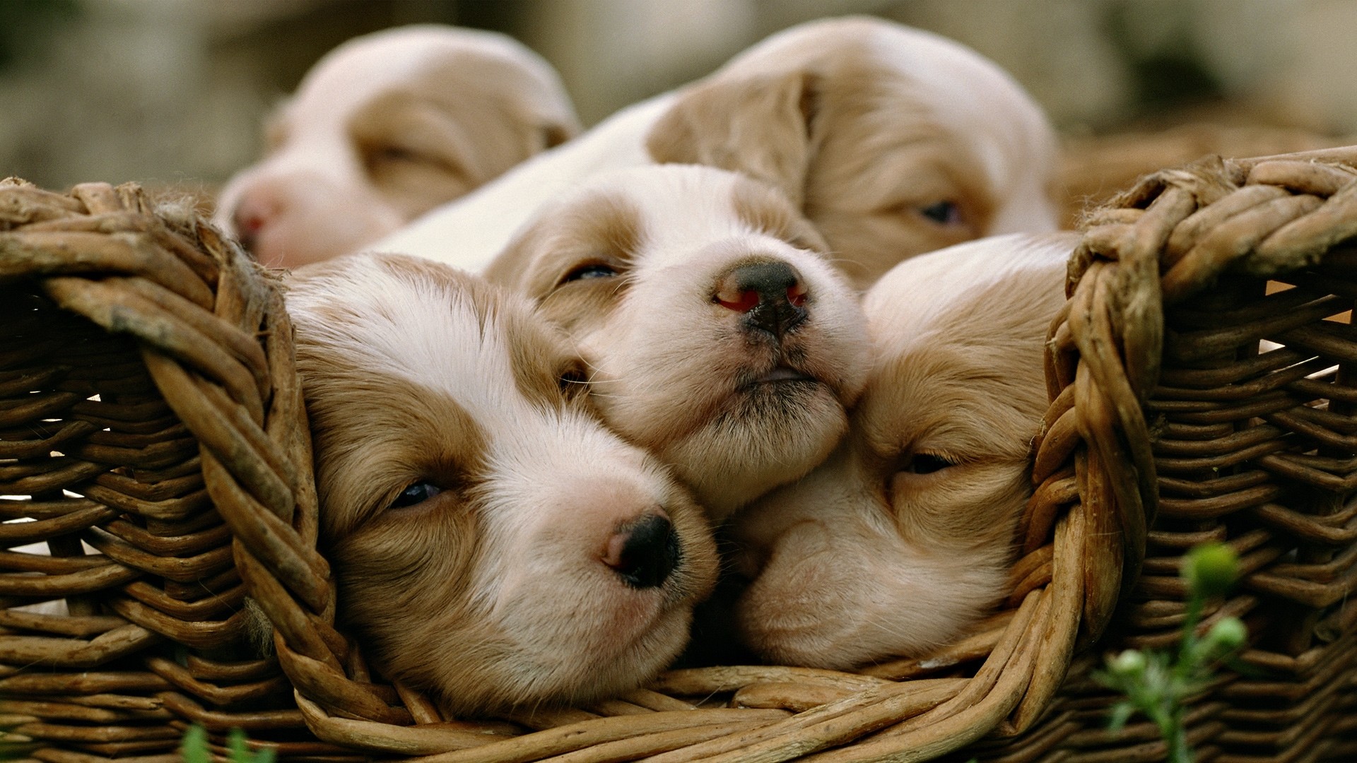 Cuccioli, Cesto, Cani che dormono, 16:9 Full HD, sfondo widescreen