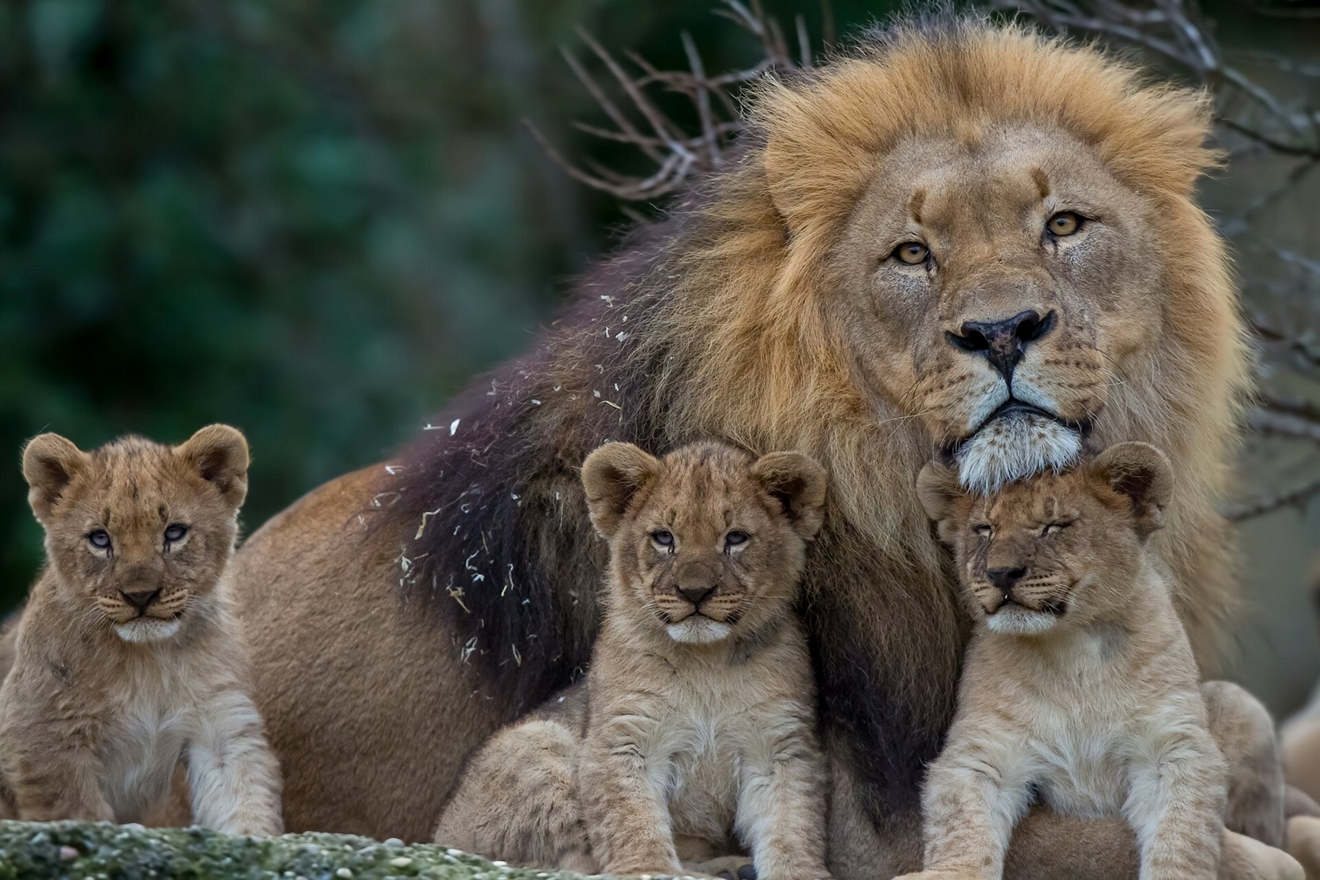 Leone, Cuccioli di leone, Famiglia, Criniera, Full HD, sfondo per PC