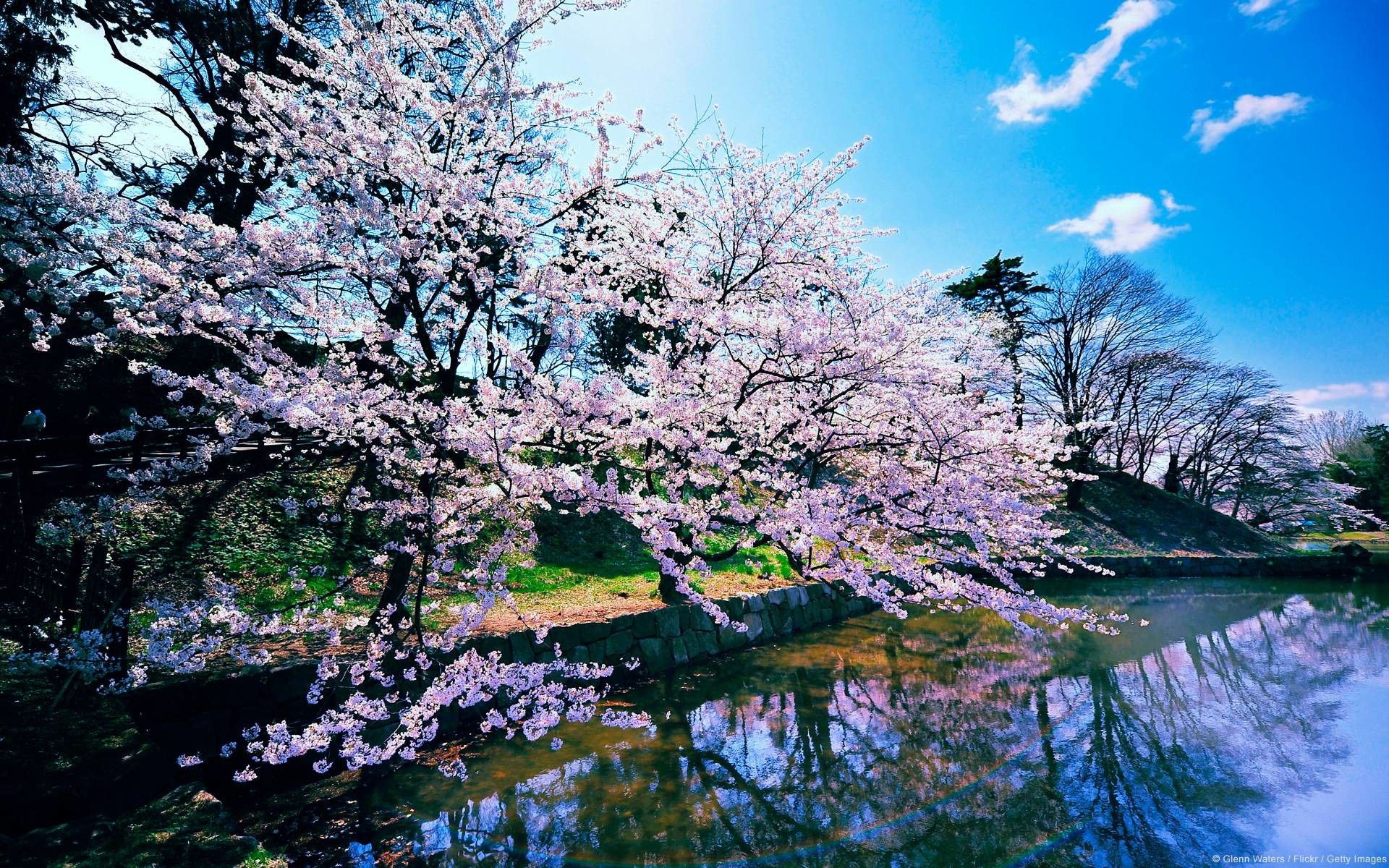 Ciliegi in fiore, Fiume, Riflesso, Cielo azzurro, 1920x1200, sfondo per PC
