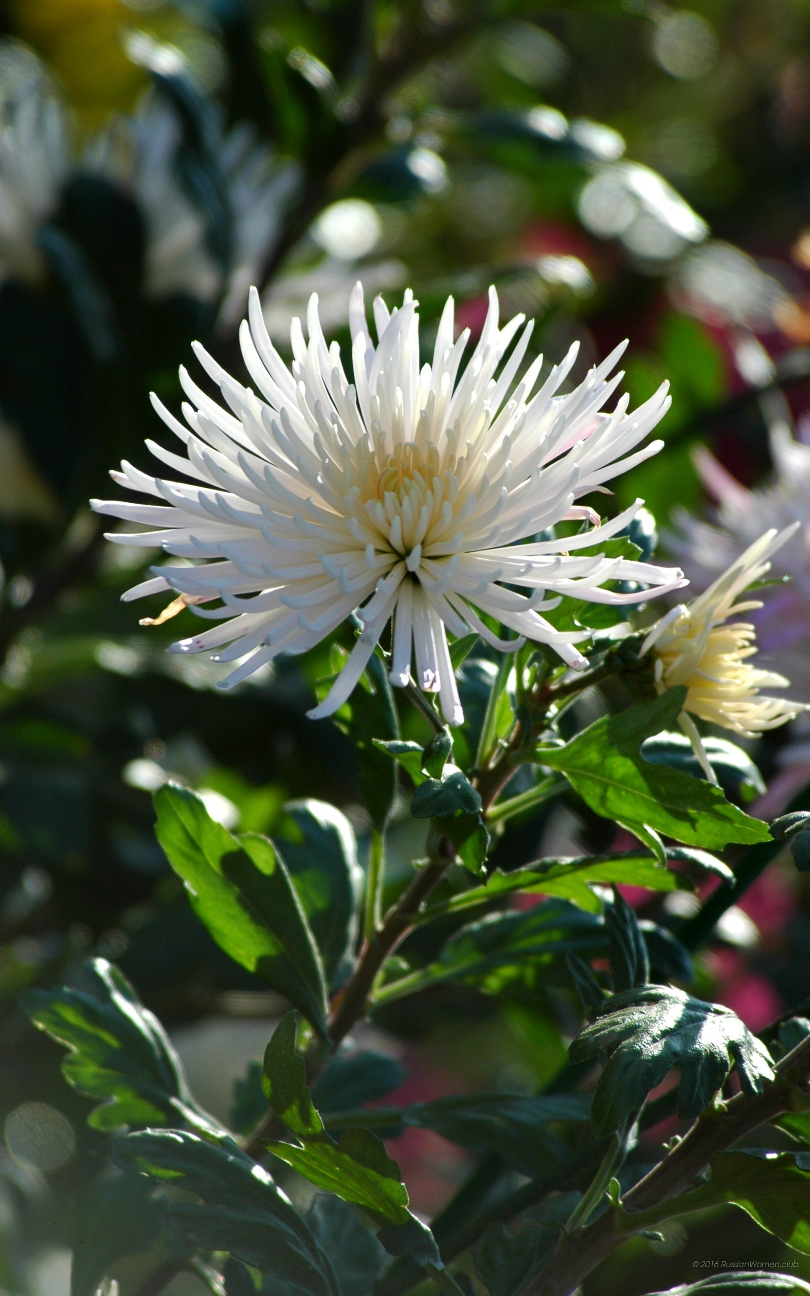 Crisantemo bianco, Fiore, Foglie, QHD+, wallpaper per cellulare