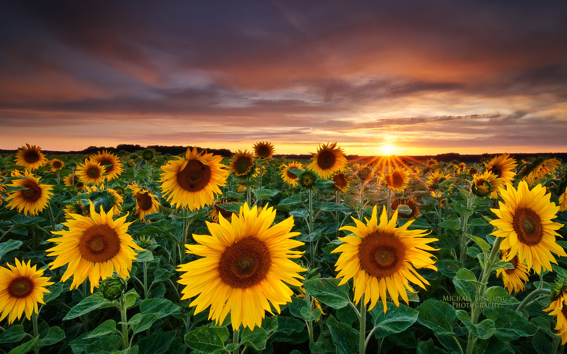 Campo di girasoli, Tramonto, Estate, 1920x1200, immagine di sfondo