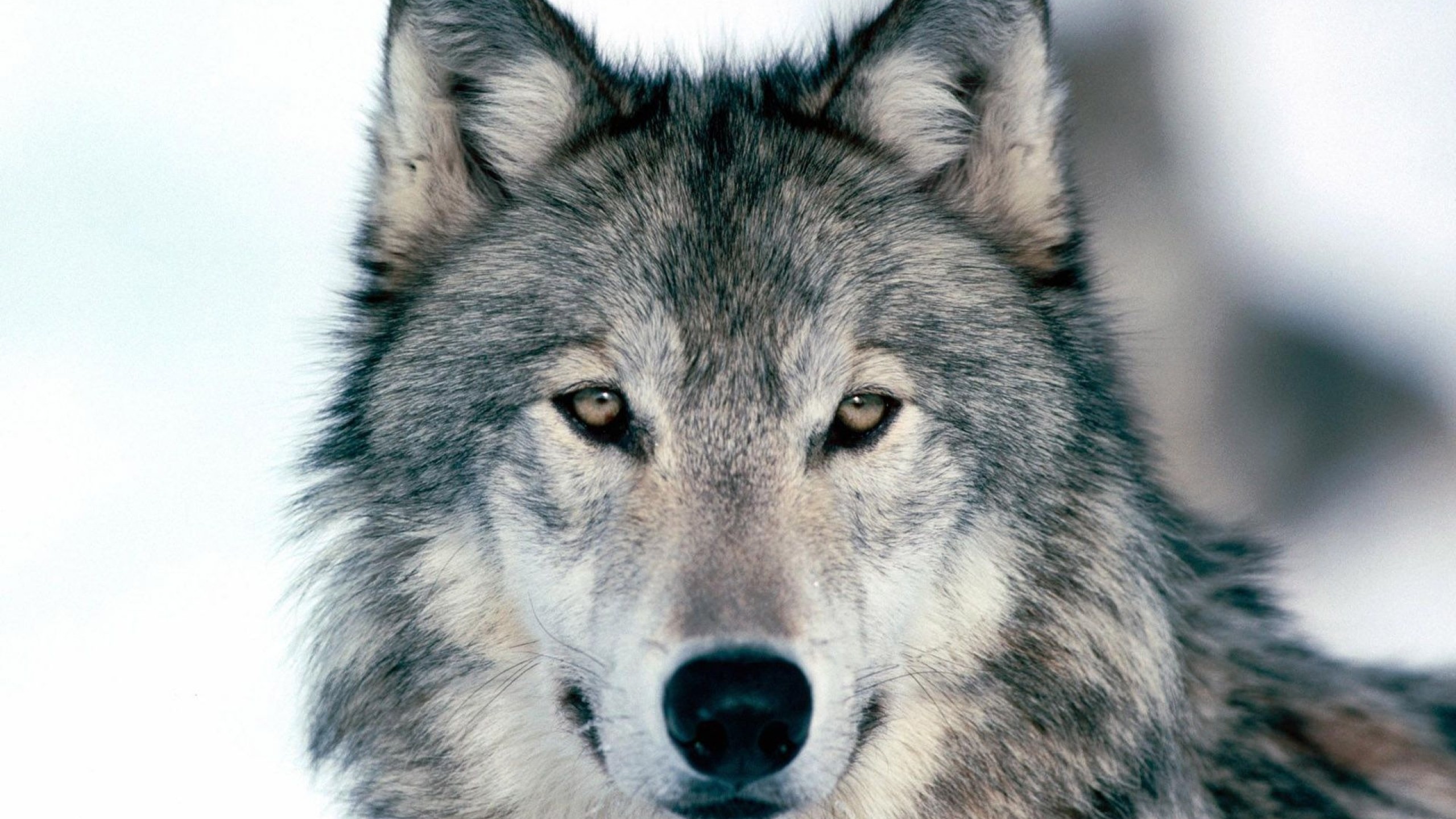 Lupo grigio, Primo piano, Sguardo, 2560x1440, sfondo per PC