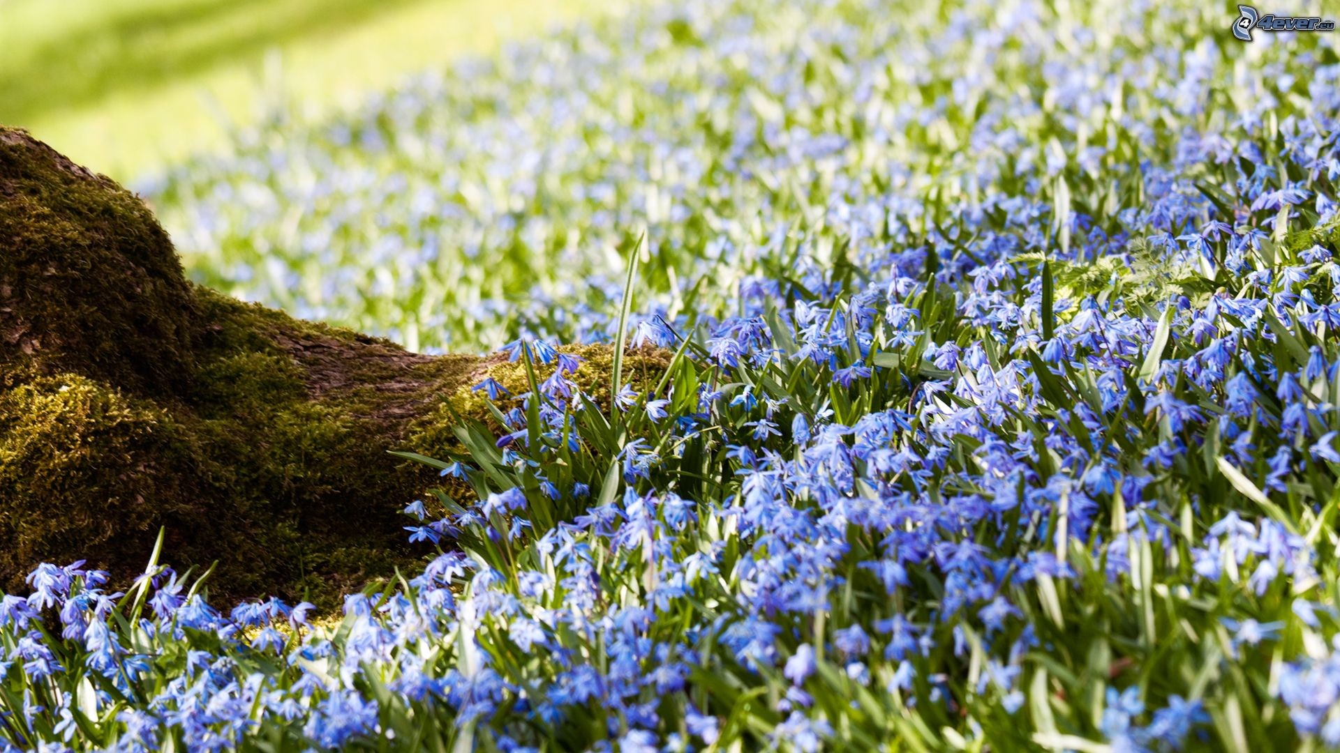 Scilla, Fiori blu, Prato, Primavera, 1920x1080, immagine di sfondo