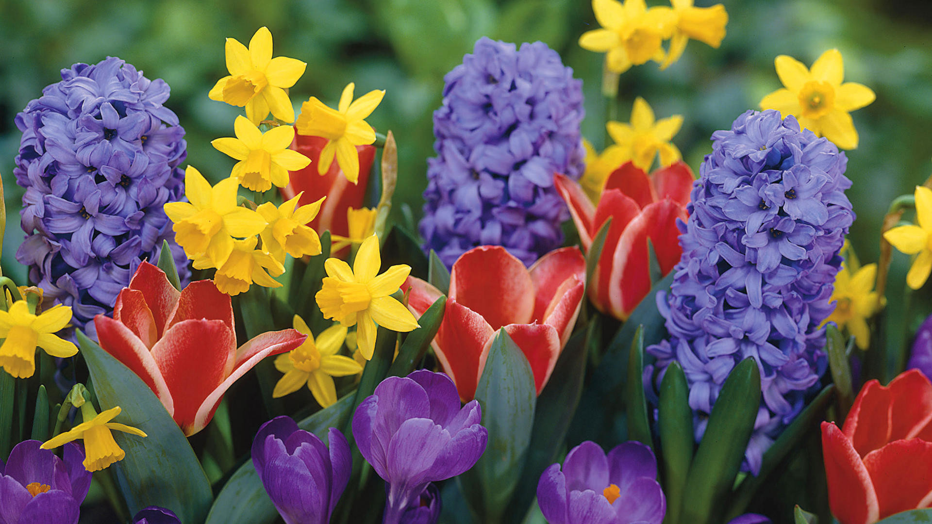 Giacinti, Narcisi, Tulipani, Primavera, 1920x1080, immagine di sfondo