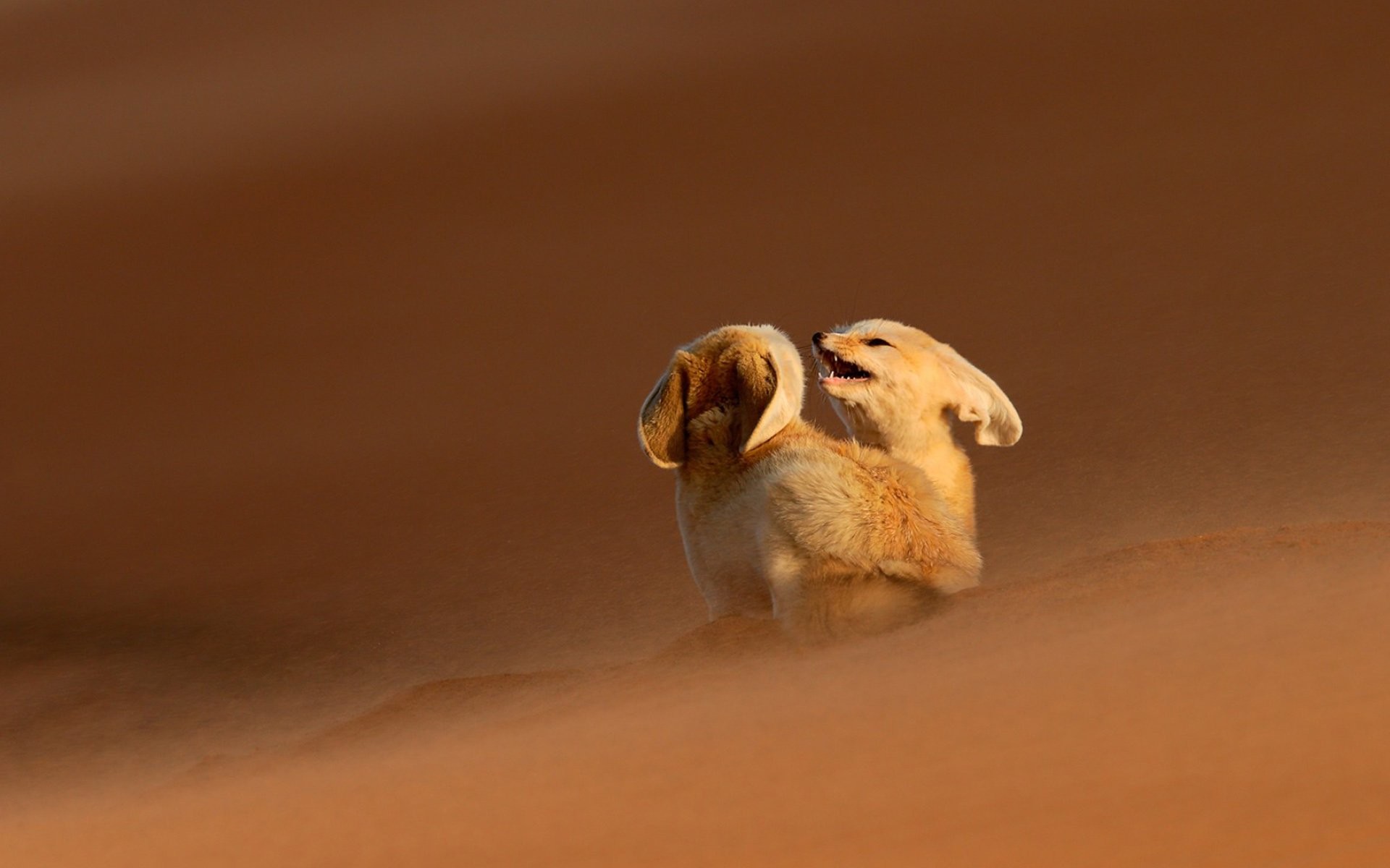 Fennec, Deserto, Sabbia, Full HD, sfondo Windows 11