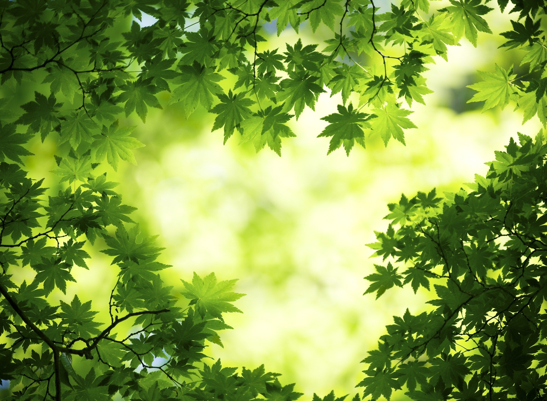 Foglie d'acero, Verde, Bokeh, Natura, sfondo per tablet