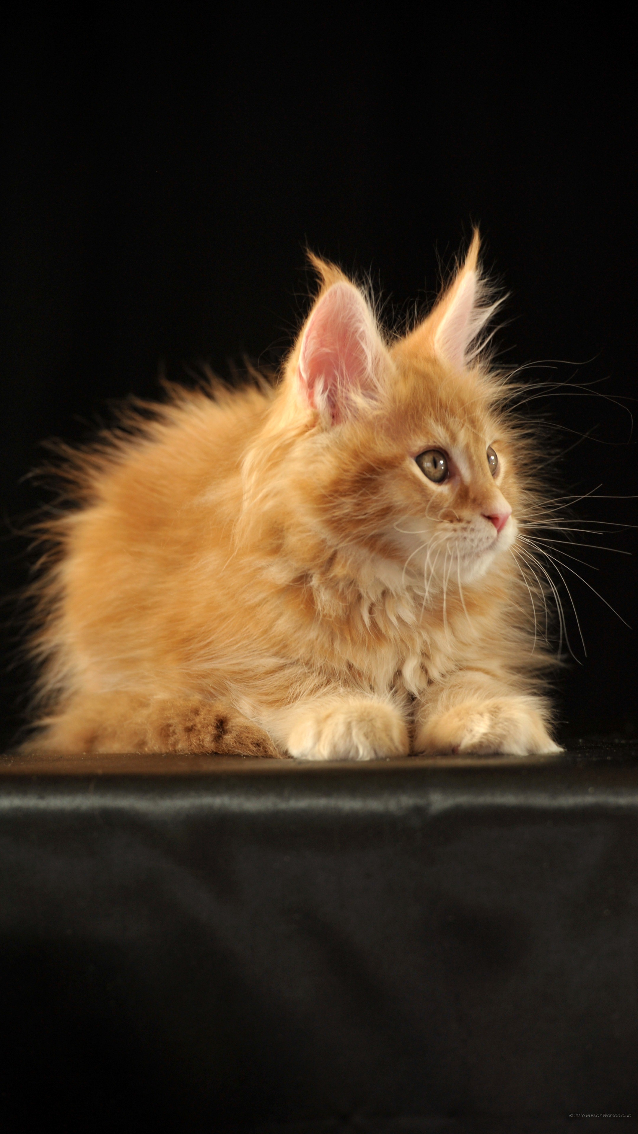 Gattino rosso, Maine Coon, Sfondo nero, QHD+, schermata di blocco del cellulare