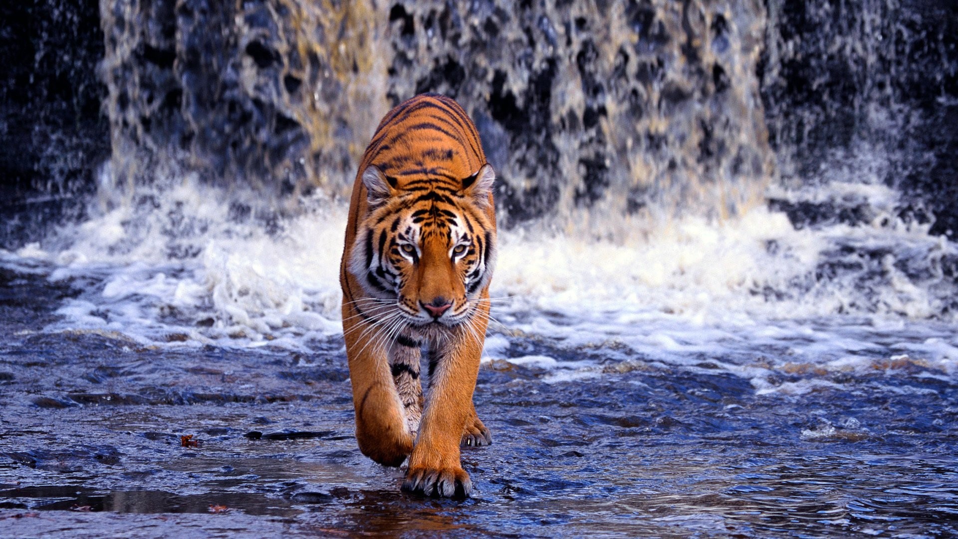 Tigre del Bengala, Cascata, Acqua, Camminata, 1920x1080, sfondo per PC