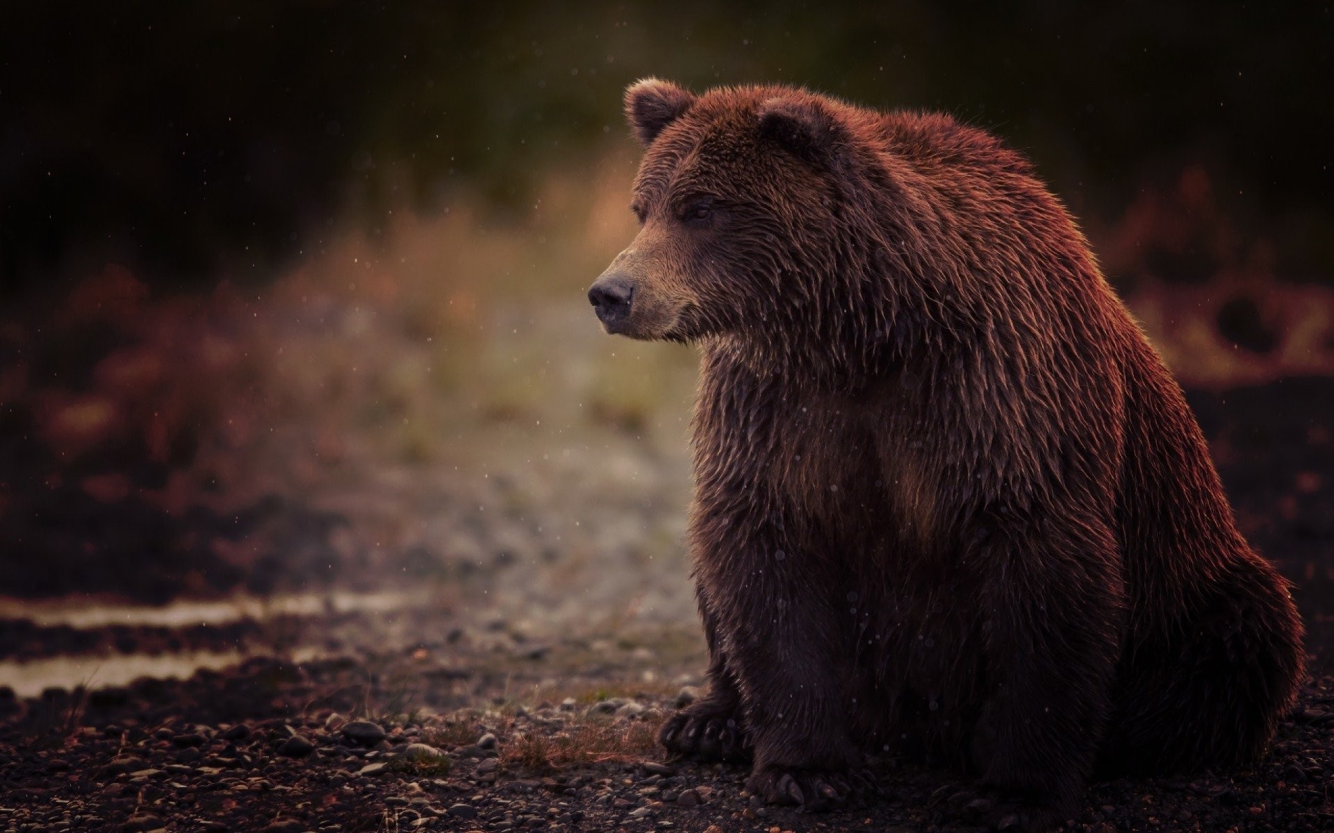 Orso bruno, Sentiero, Luce calda, Sfondo scuro, Full HD, wallpaper per PC