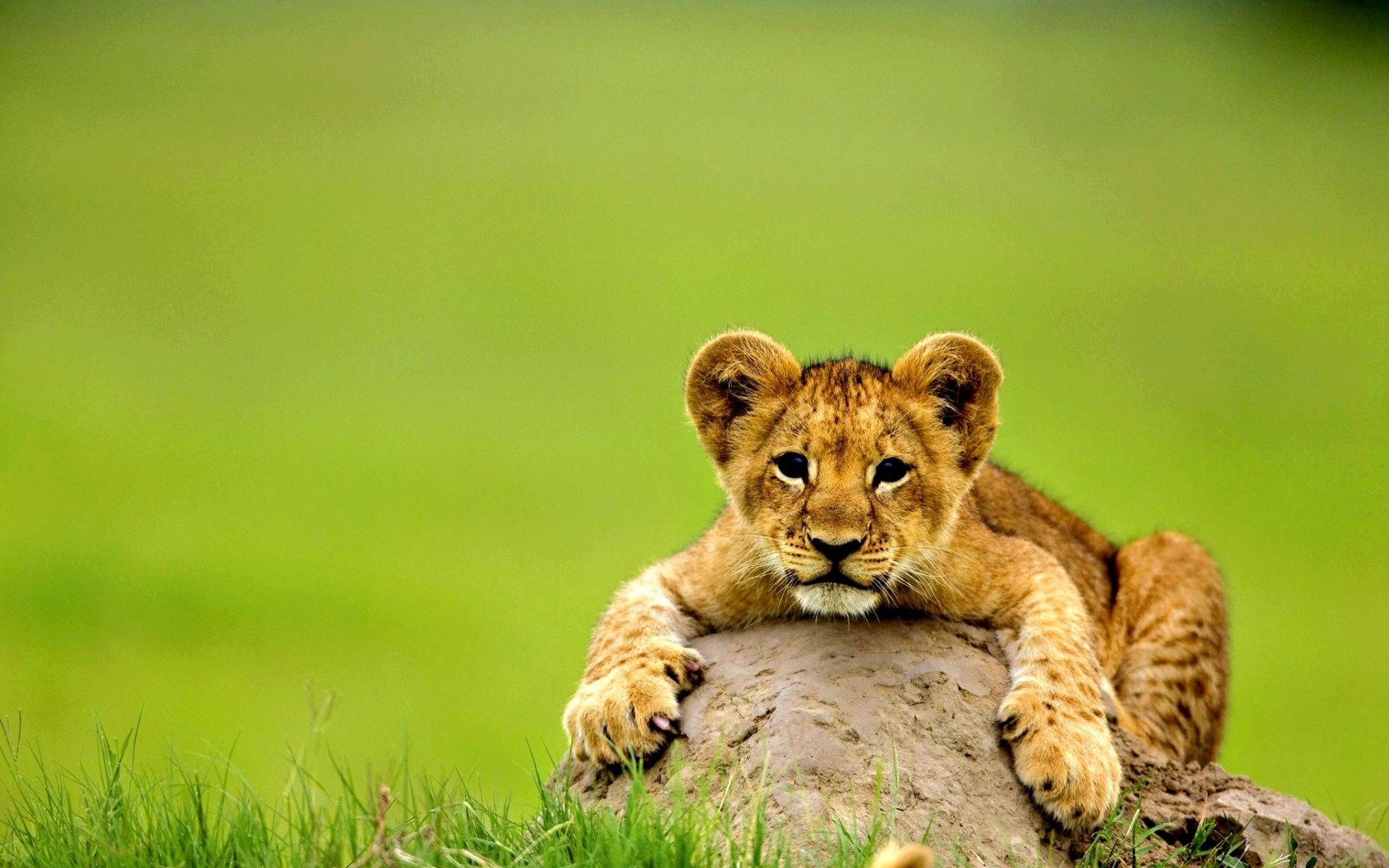 Cucciolo di leone, Roccia, Sfondo verde, Felino, Full HD, wallpaper per portatile