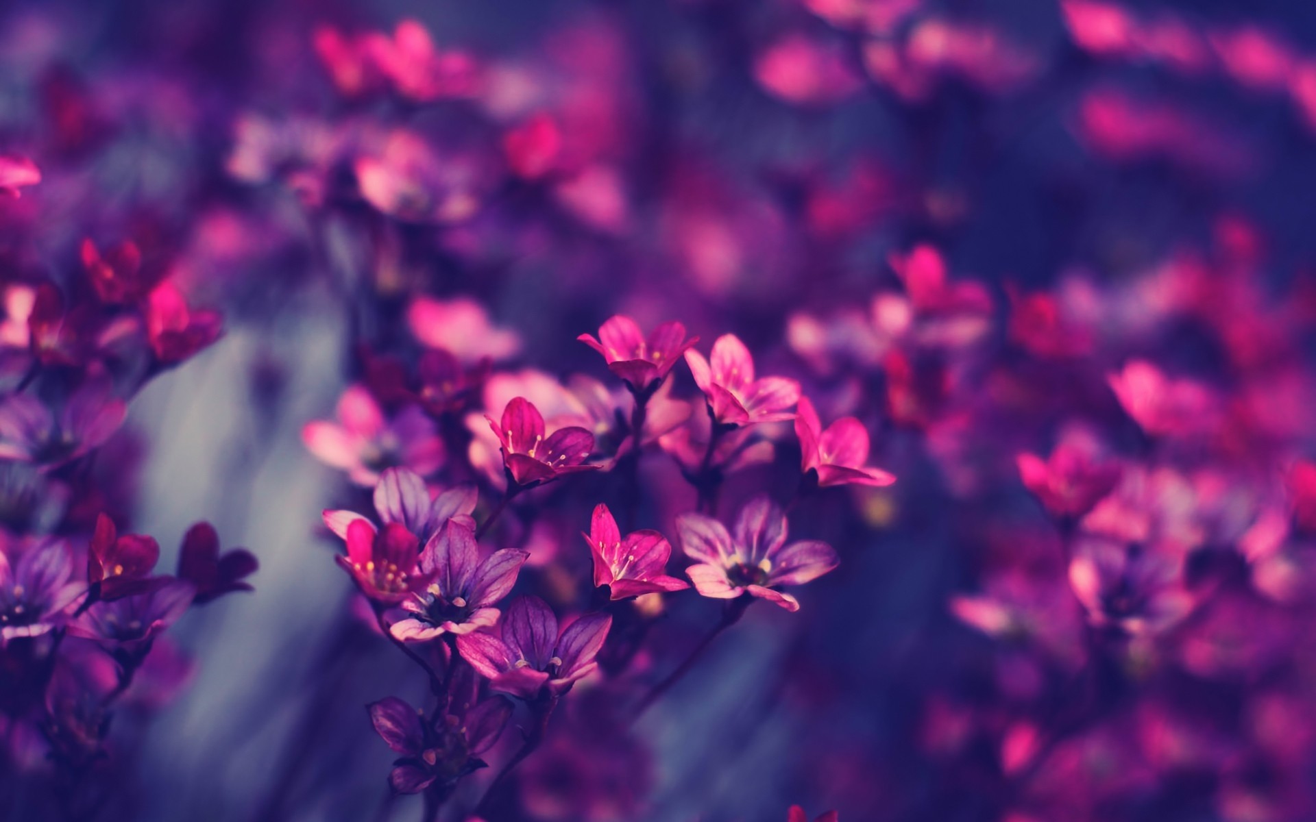 Fiori viola, Macro, Natura, Sfocato, Full HD, sfondo per portatile