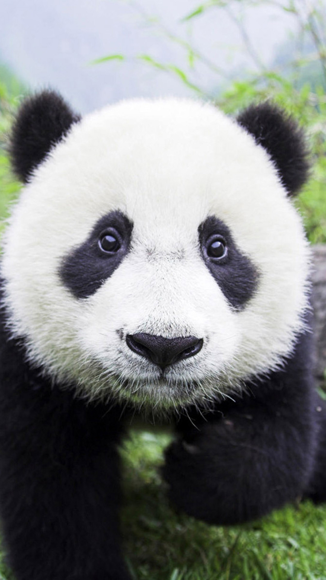 Cucciolo di panda, Primo piano, Bambù, Full HD, sfondo verticale per cellulare