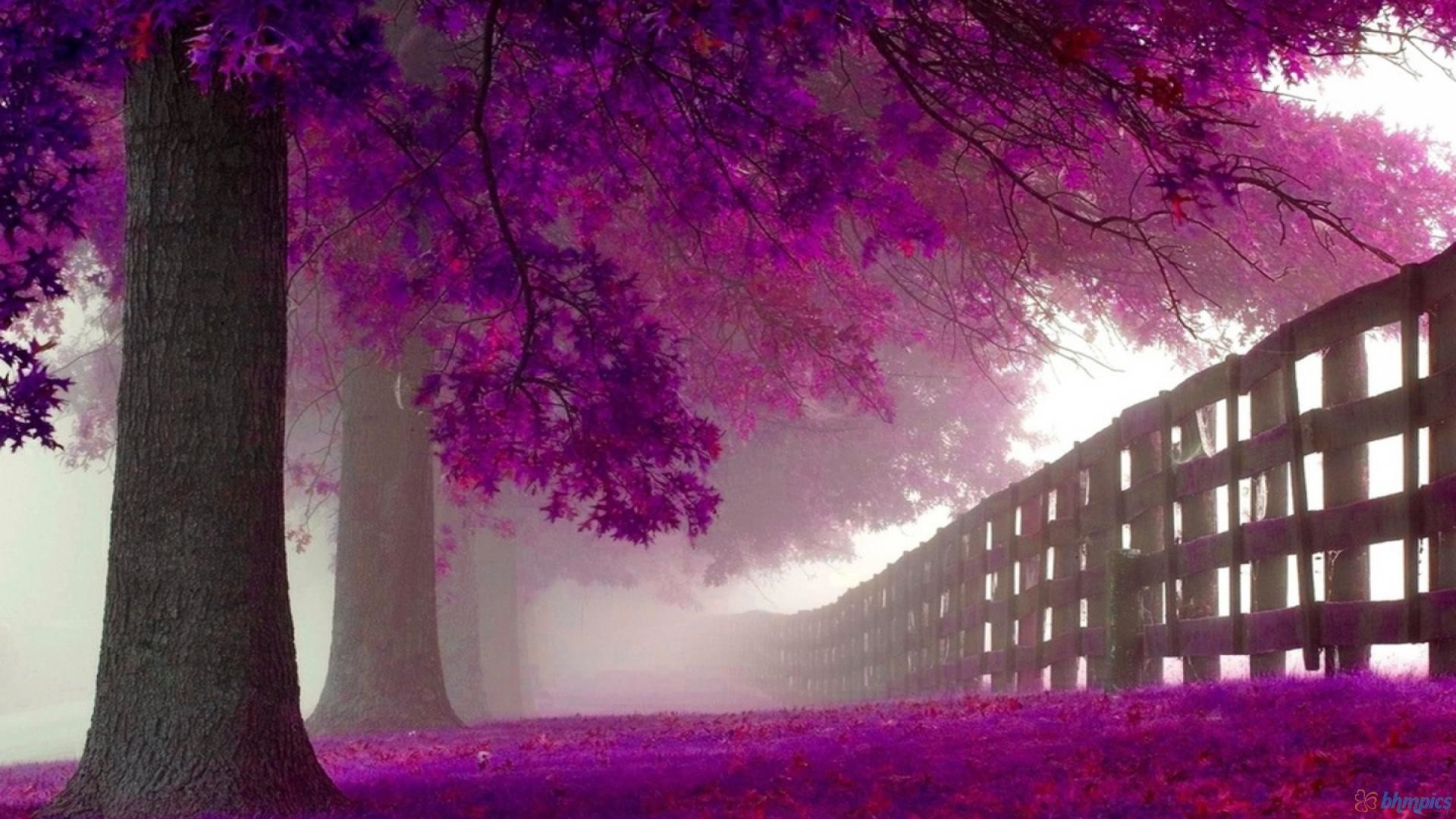 Alberi viola, Staccionata, Nebbia, Viale, 1920x1080, sfondo per PC