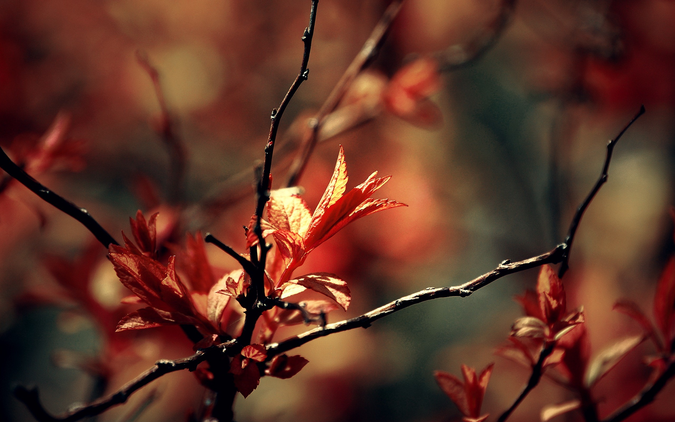Rami, Foglie rosse, Bokeh, 2560x1600, sfondo per PC