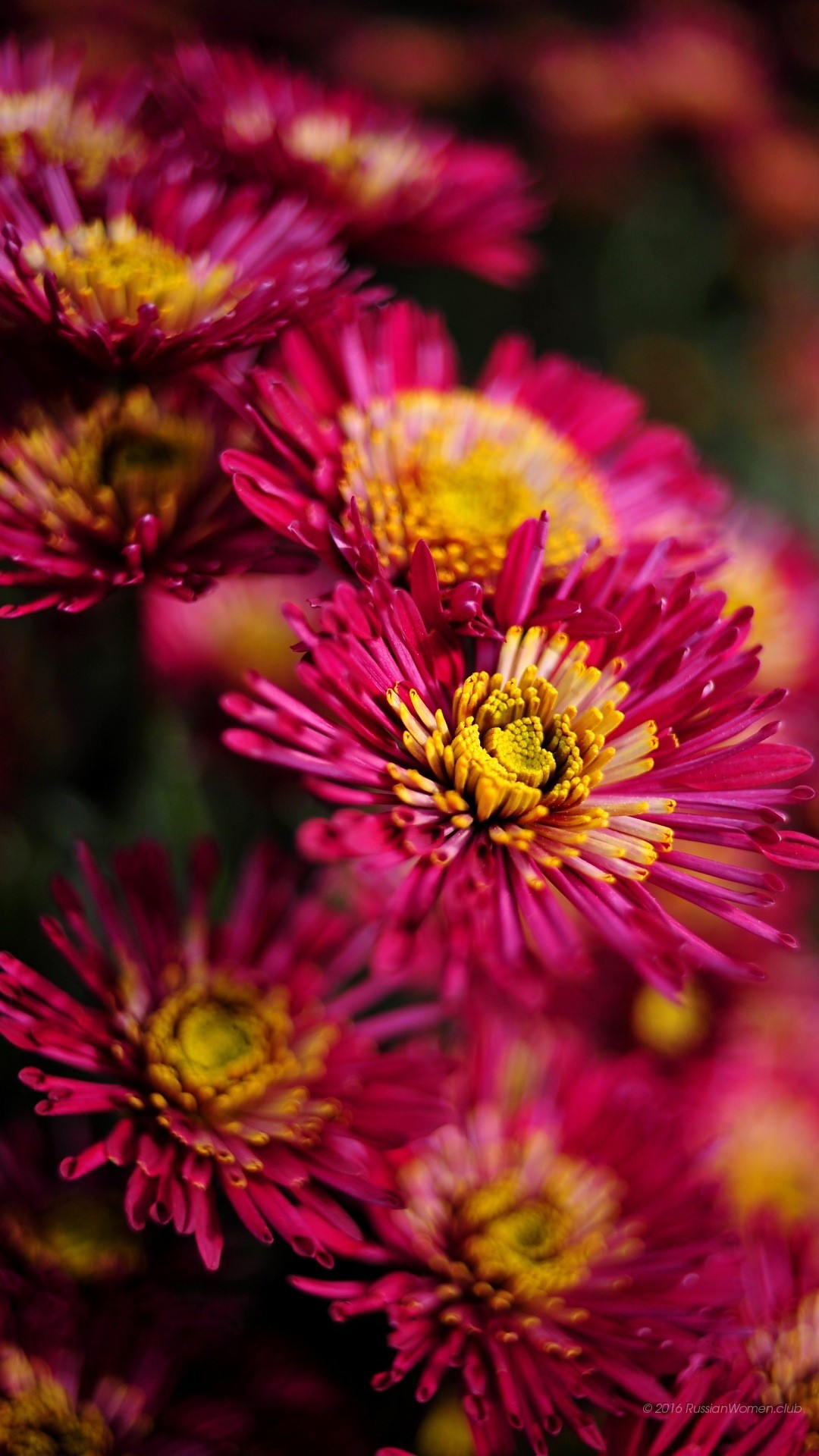 Crisantemi, Fiori fucsia, Macro, wallpaper iPhone