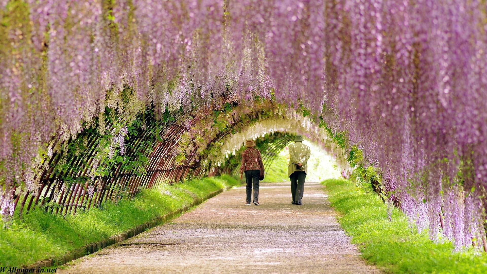 Tunnel di glicini, Giardino Kawachi Fuji, Giappone, Glicine, Sentiero, Coppia, sfondo 1080p