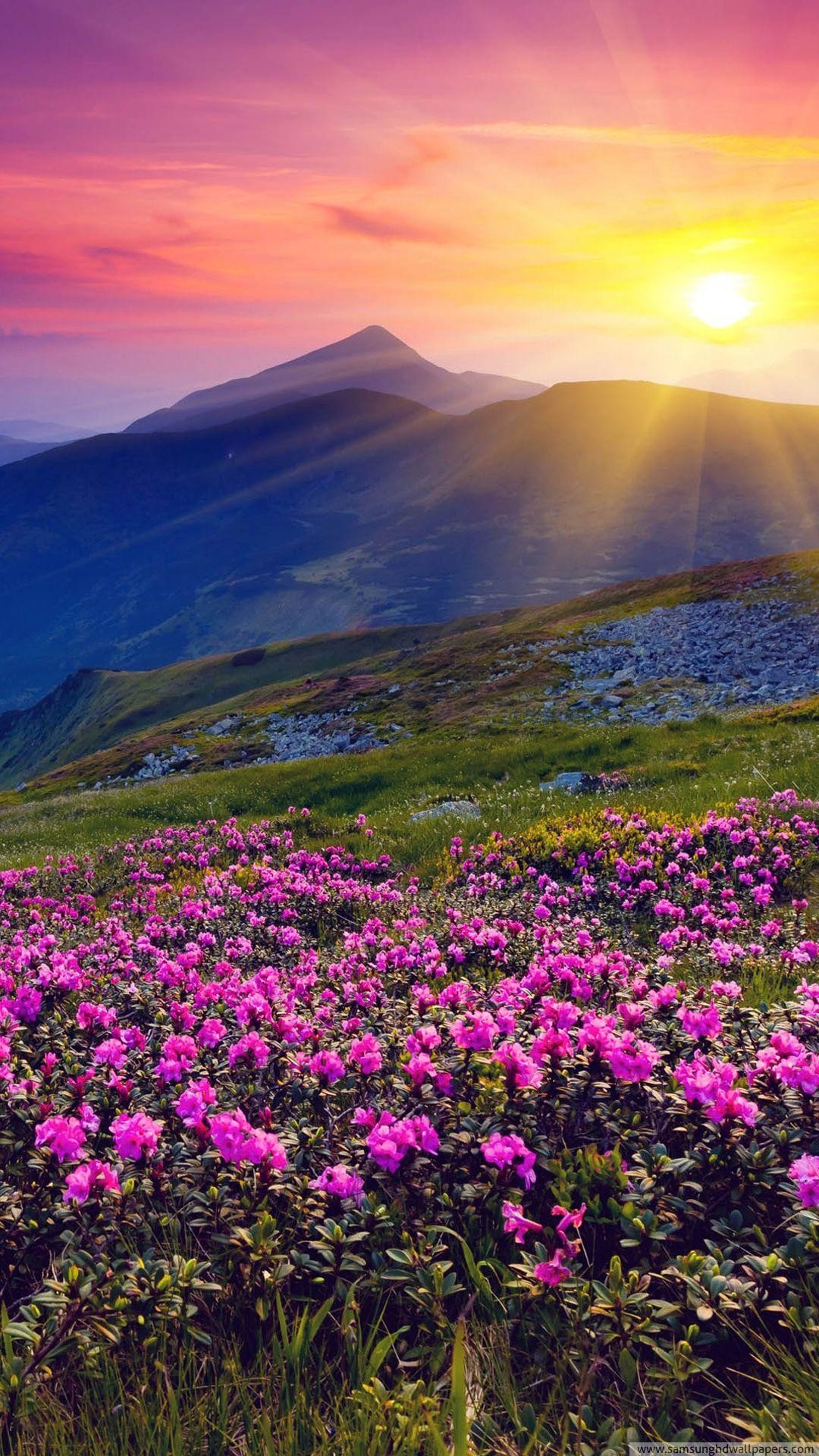 Rododendri, Montagne, Tramonto, Fiori rosa, wallpaper Samsung S3
