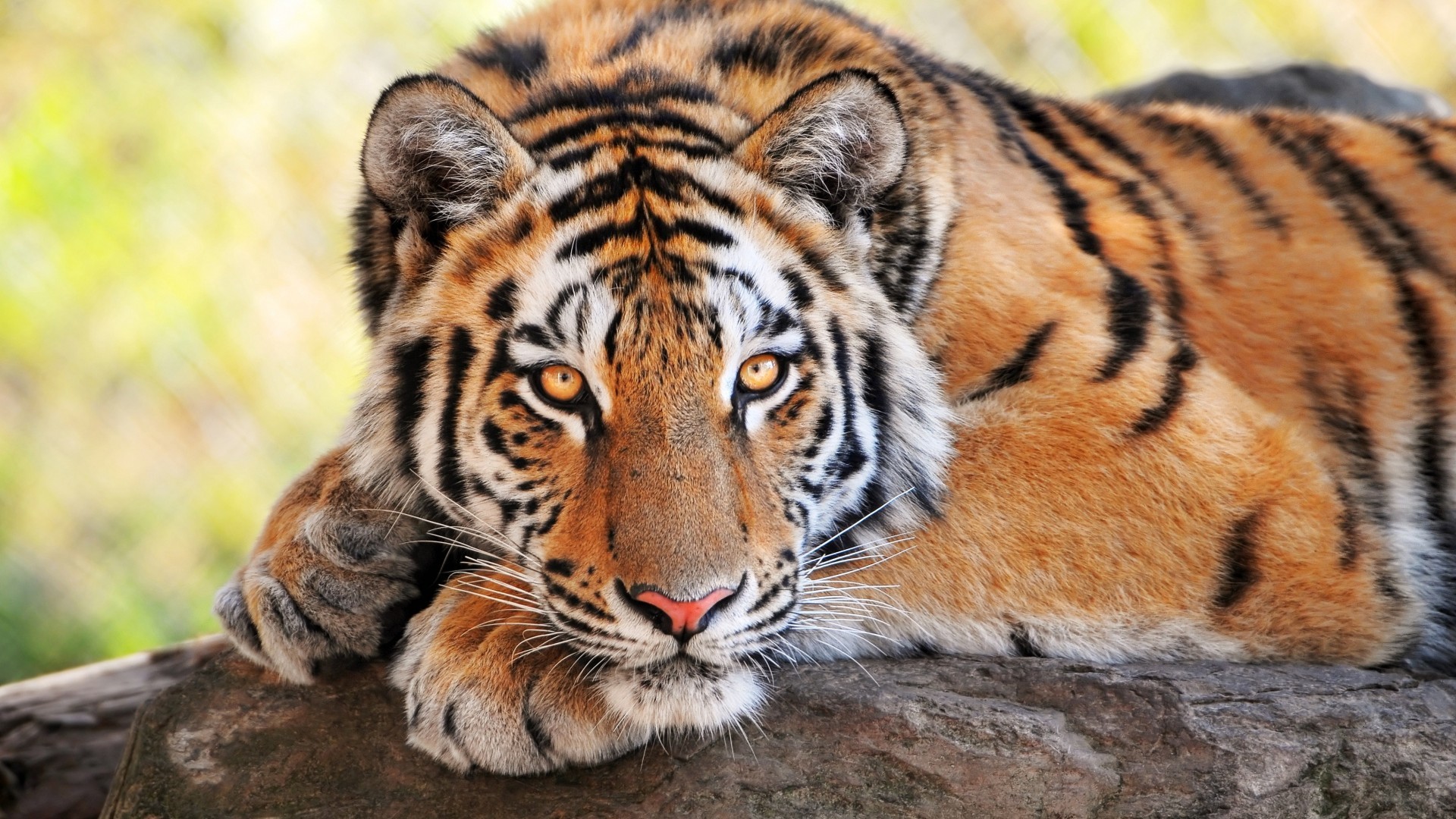 Tigre, Roccia, Riposo, Sguardo, Full HD 1080p, sfondo desktop