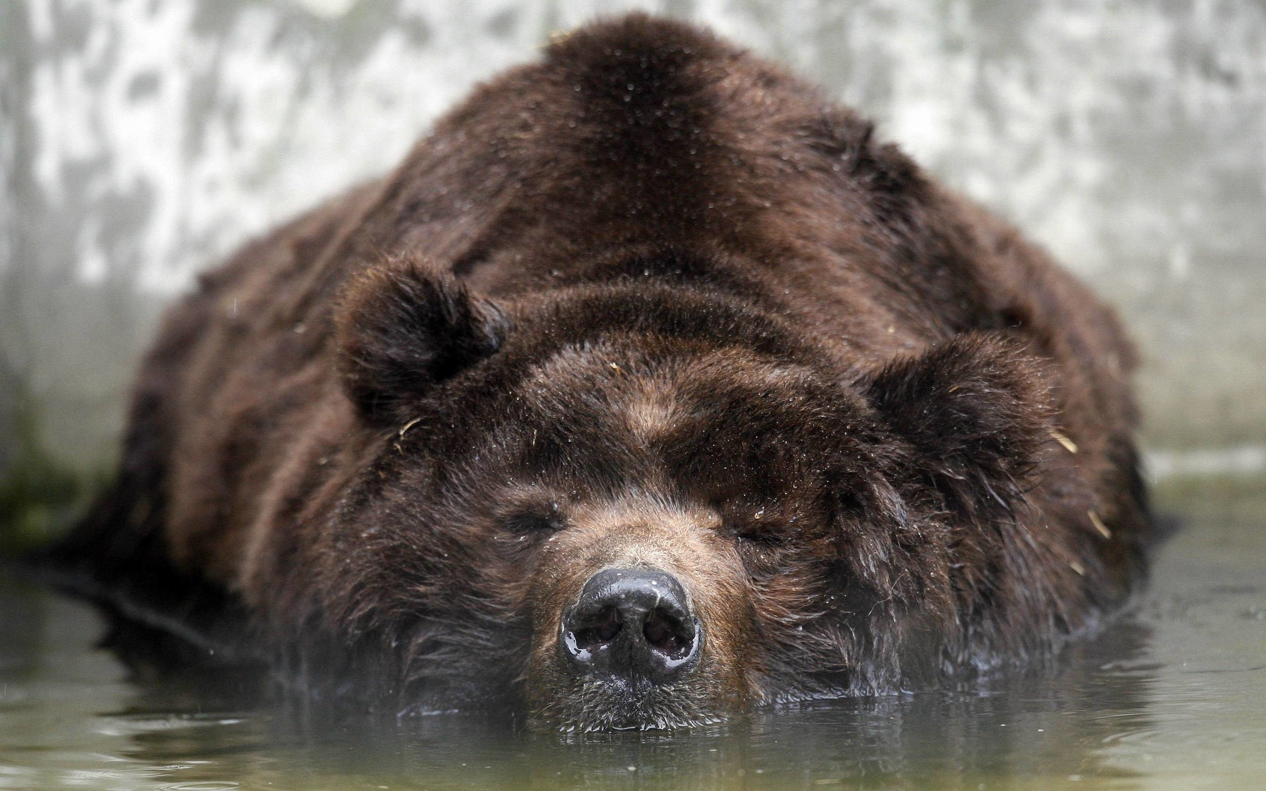 Orso bruno, Acqua, Primo piano, Riposo, 2K, sfondo per PC e portatile