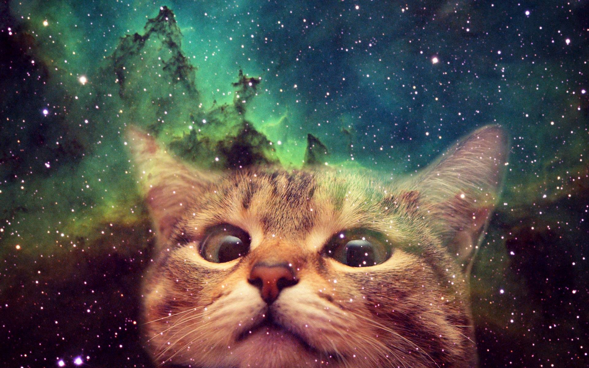 Gatto, Nebulosa, Meme, Stelle, 16:10 Full HD, sfondo widescreen