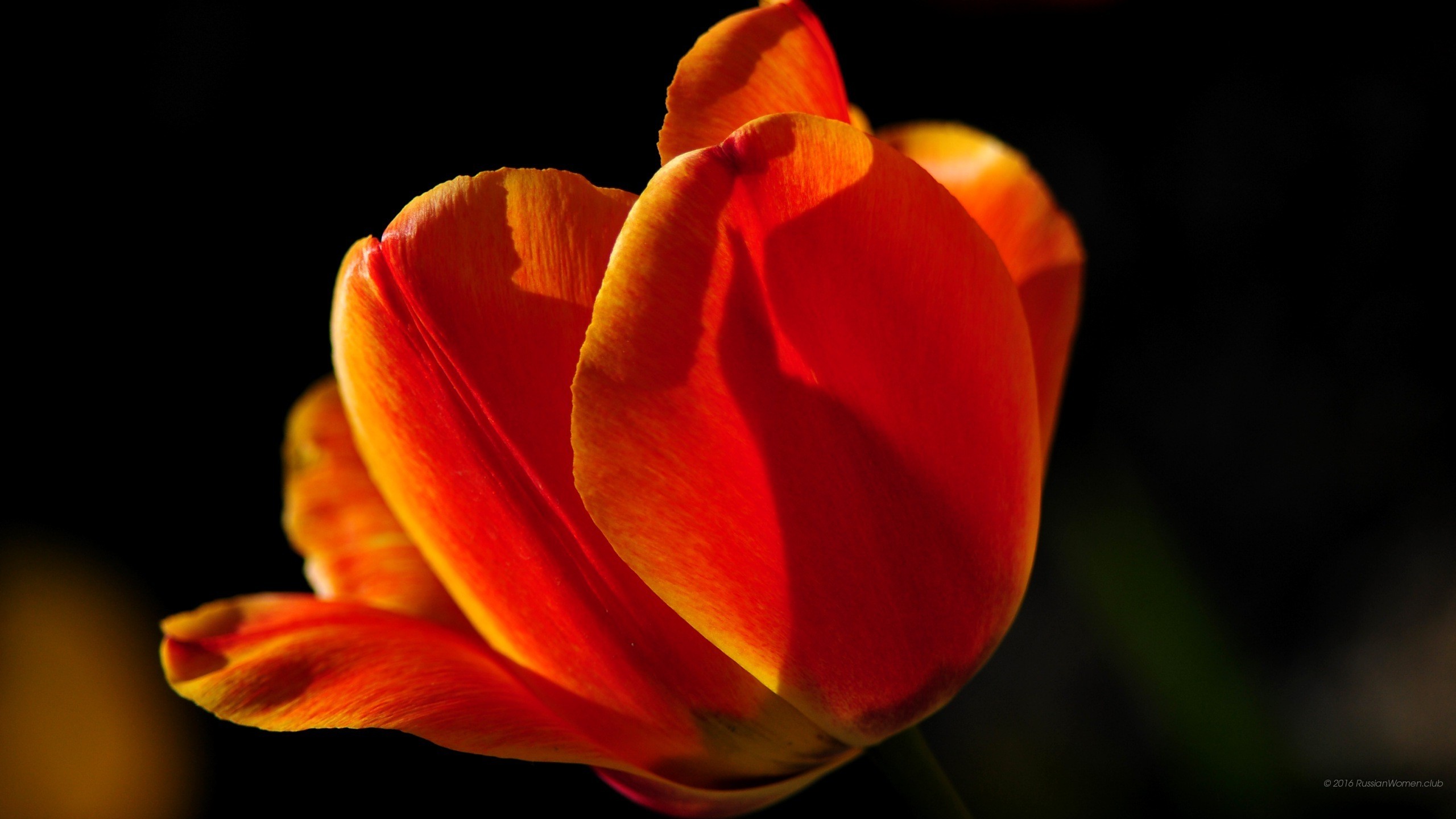 Tulipano arancione, Sfondo nero, 16:9 2K, wallpaper widescreen