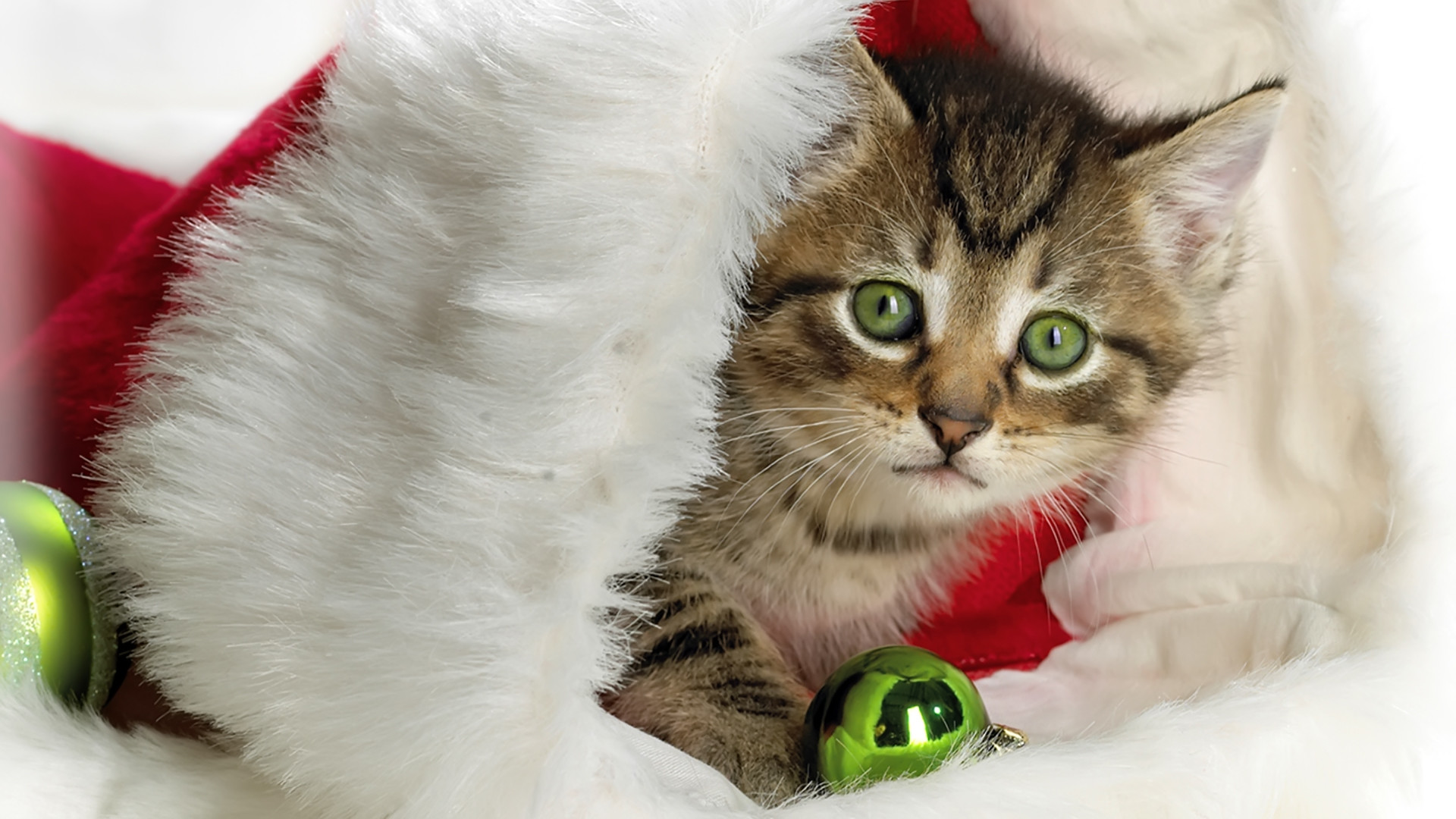 Gattino, Cappello di Babbo Natale, Natale, Full HD, sfondo Windows 11
