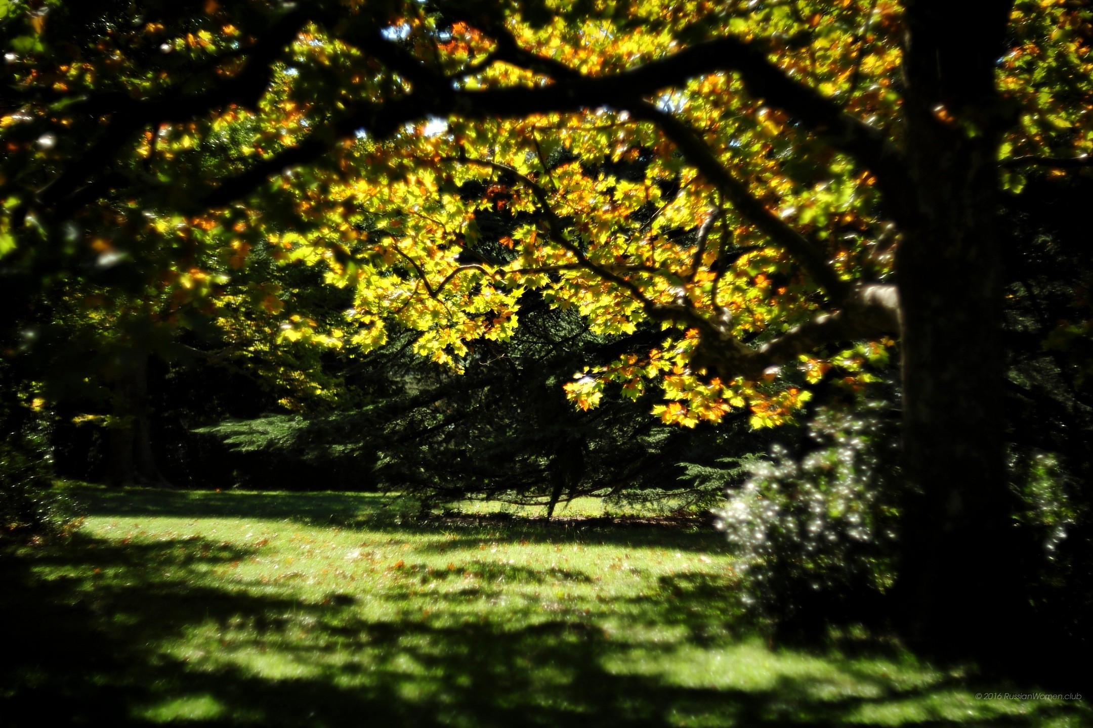 Albero, Parco, Prato, Luce del sole, Full HD, sfondo Windows 11