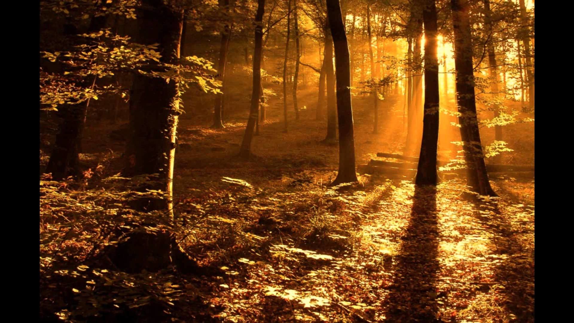 Foresta, Autunno, Raggi di sole, Alberi, Full HD, sfondo Windows 11