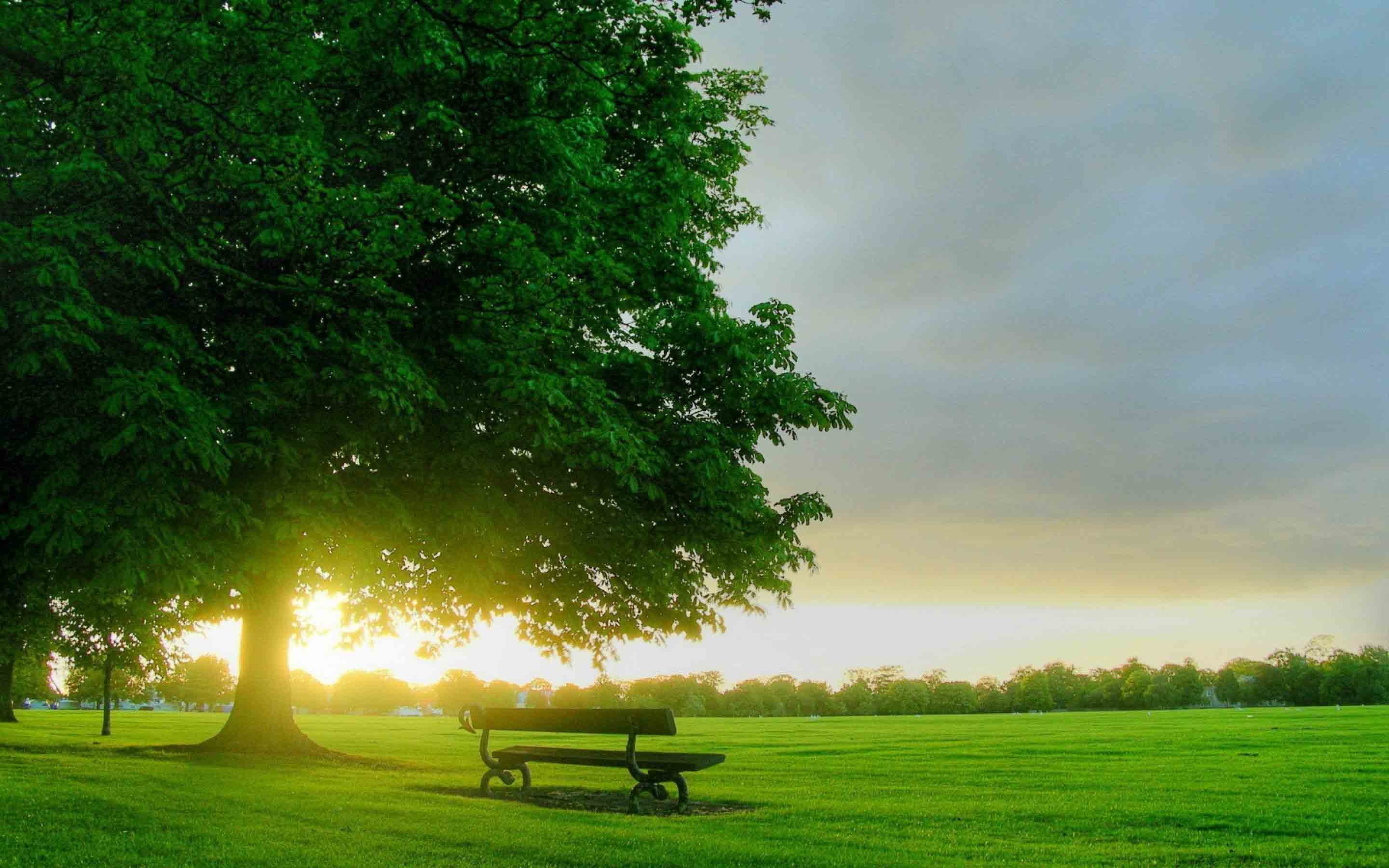 Albero, Panchina, Prato, Sole, 2K, sfondo per portatile